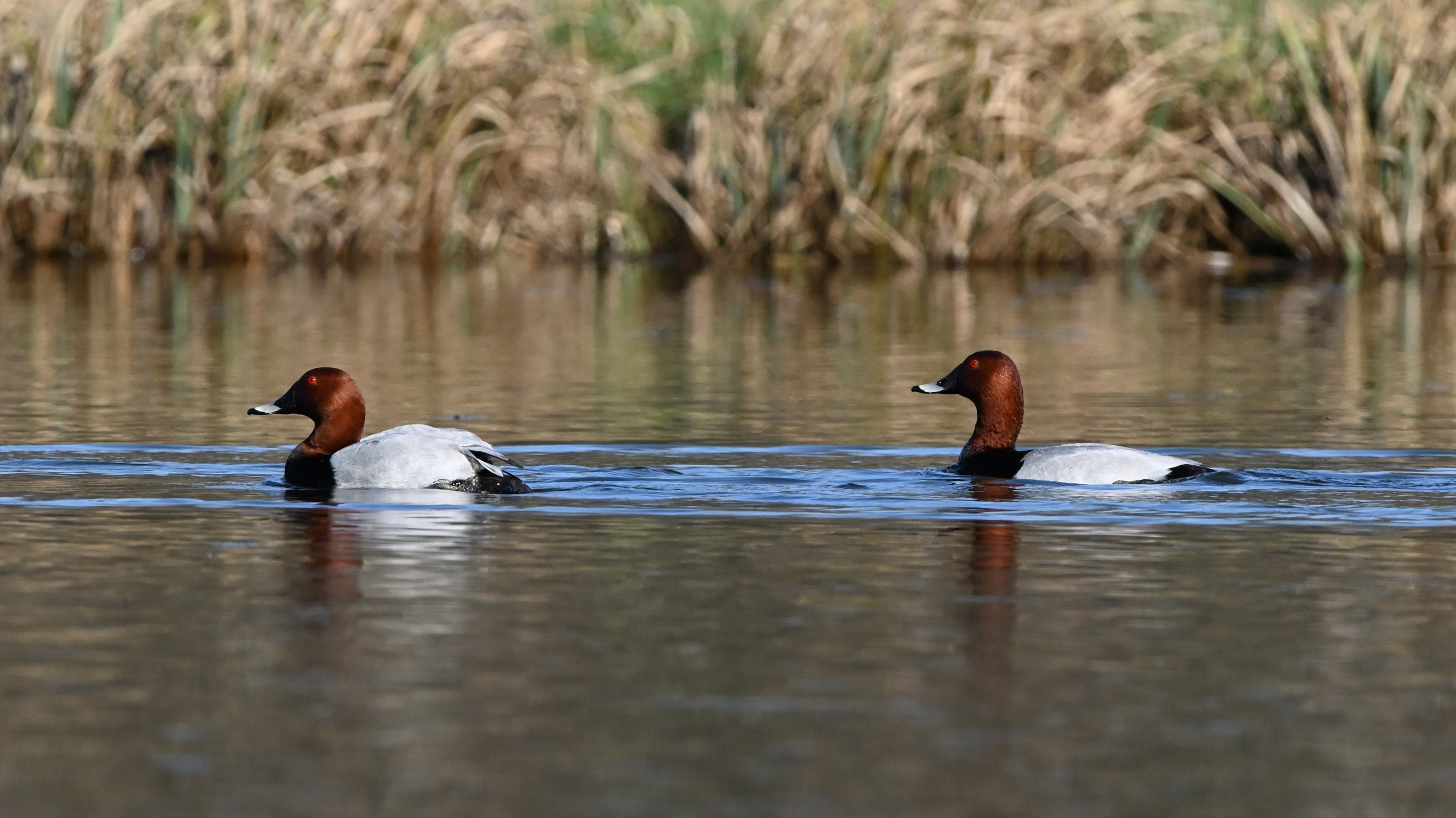 Schwimmende Tafelenten 