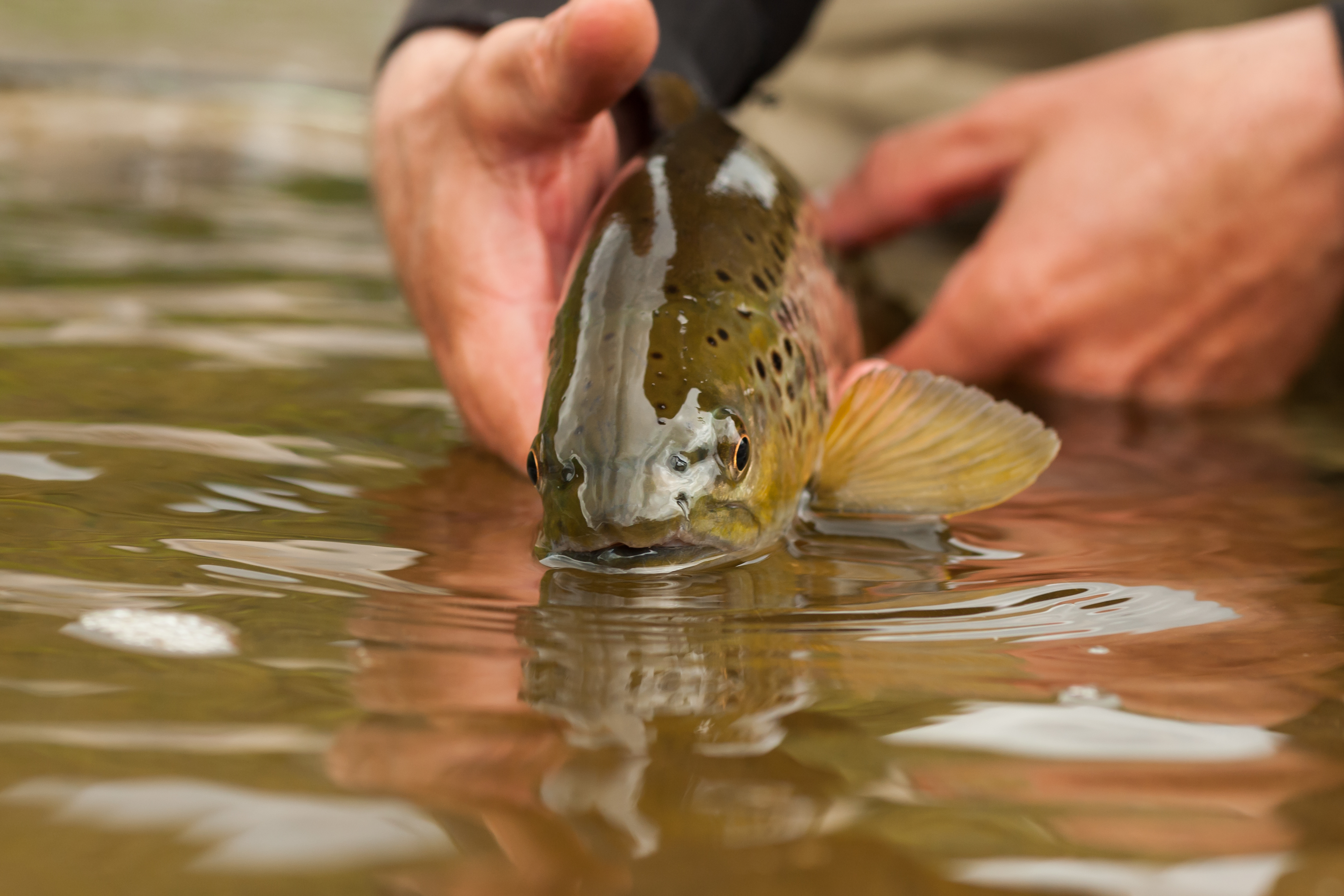 Fisch wird zurückgesetzt 