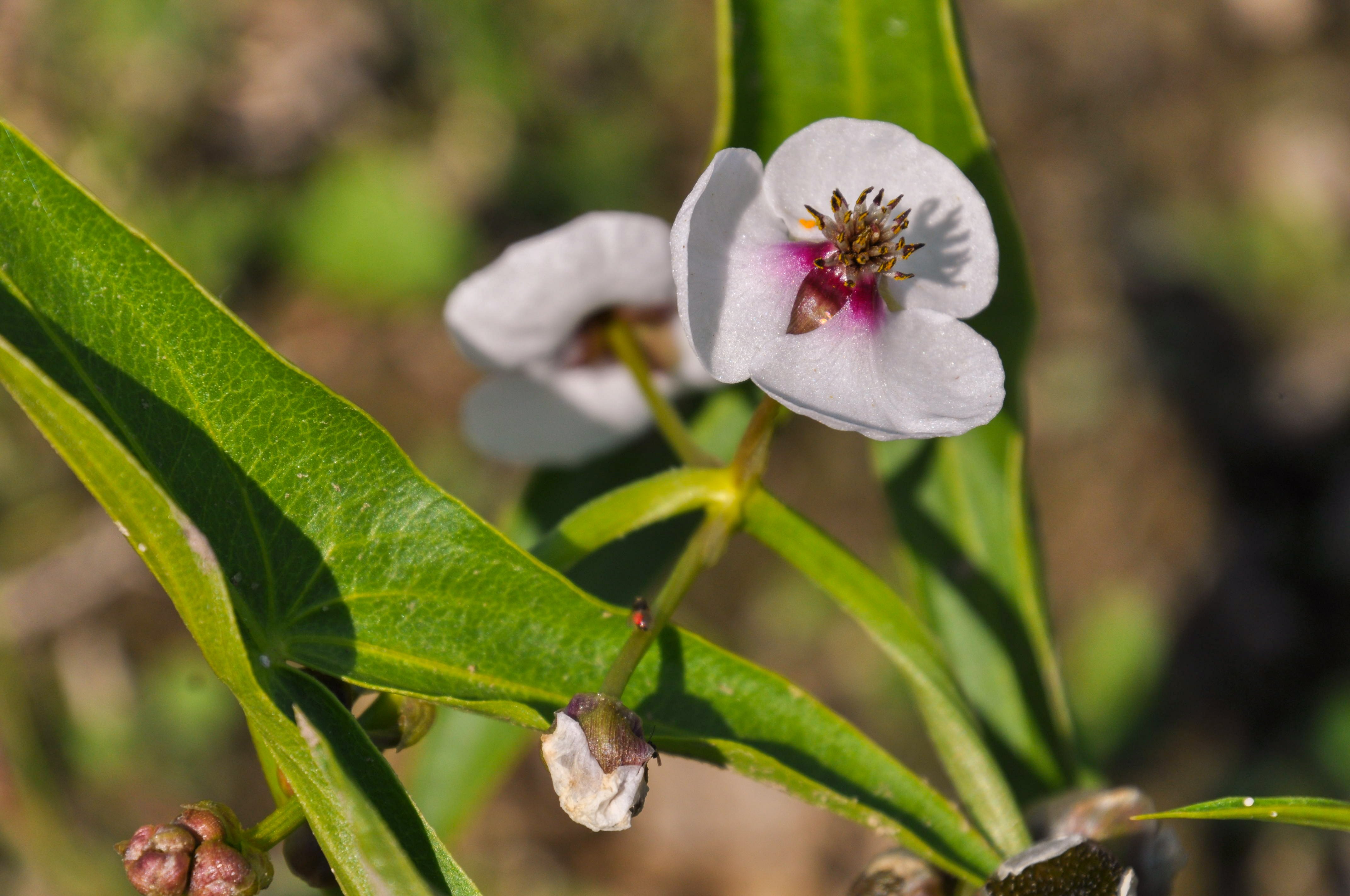 Pfeilkraut mit Blüten