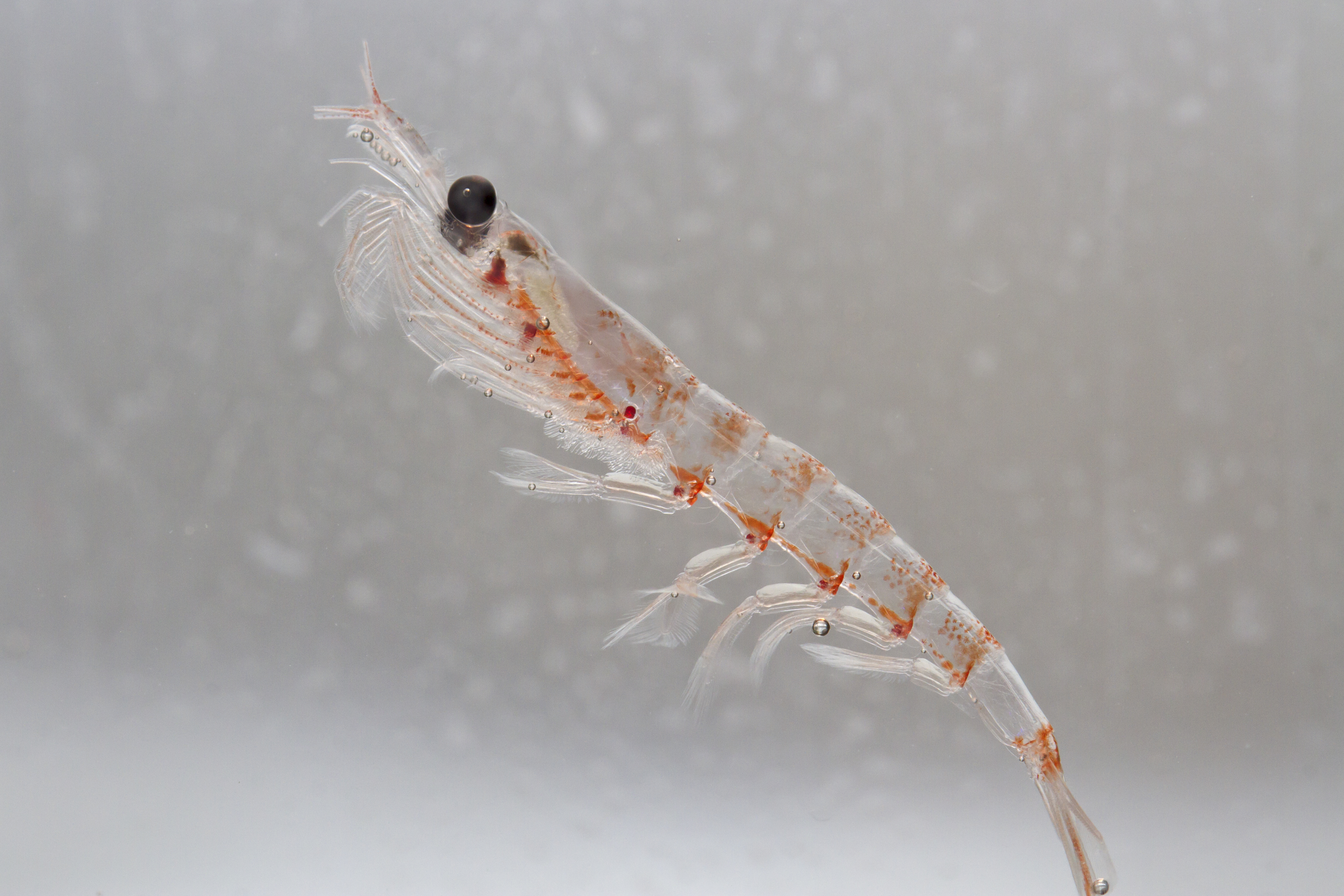 Krill im Wasser 