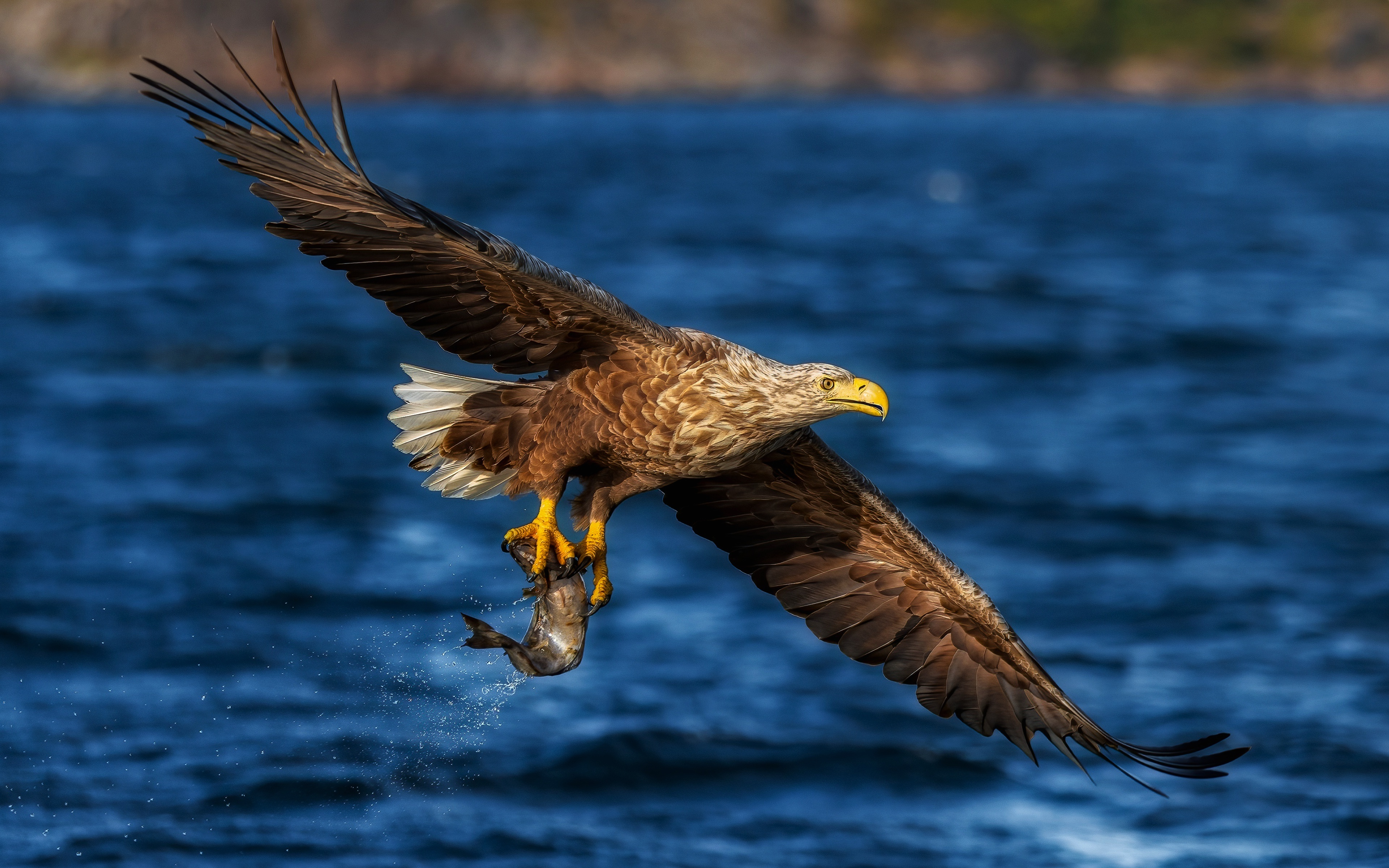 Seeadler mit Fisch 