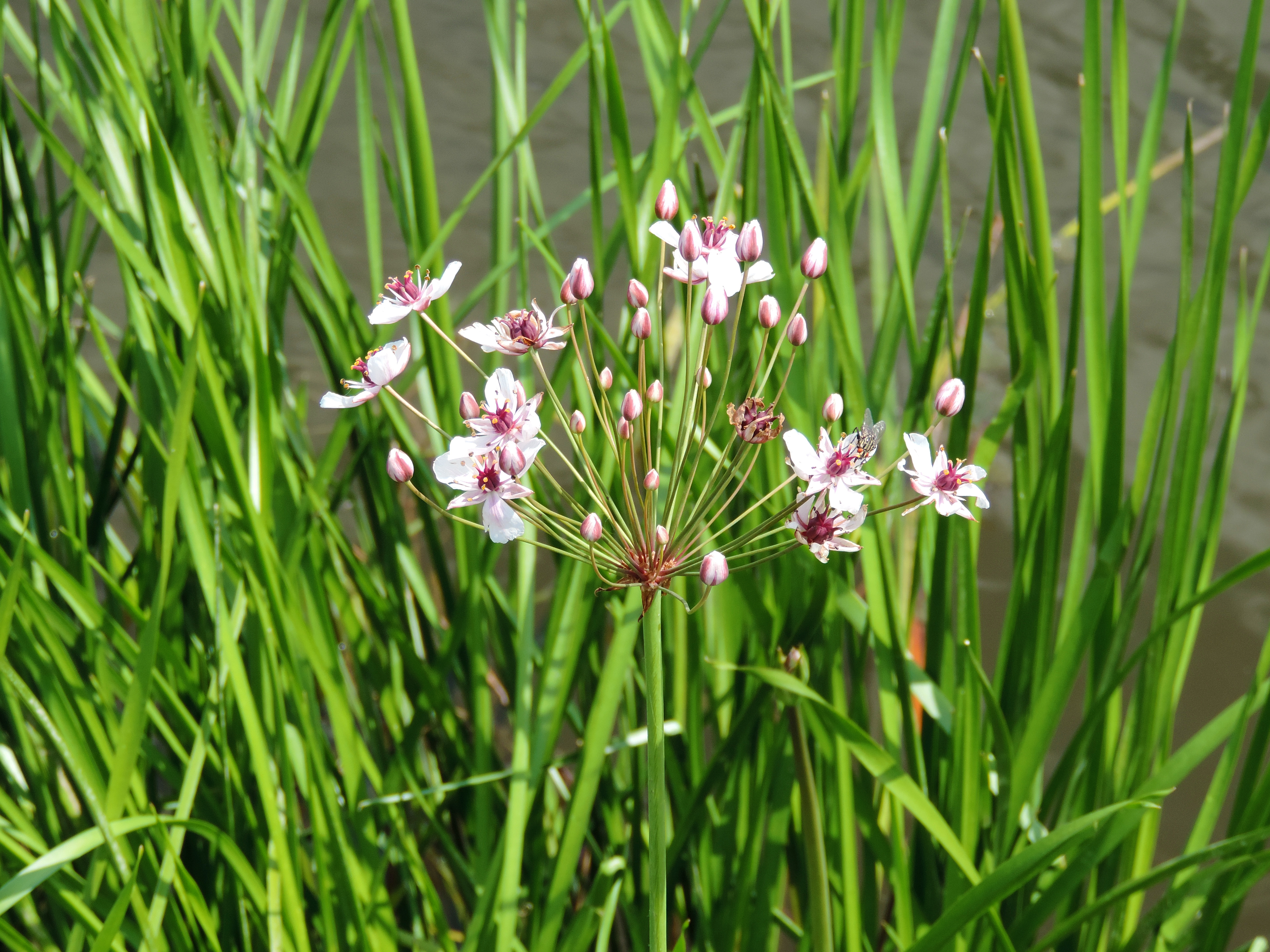 Schwanenblume mit Blüten 