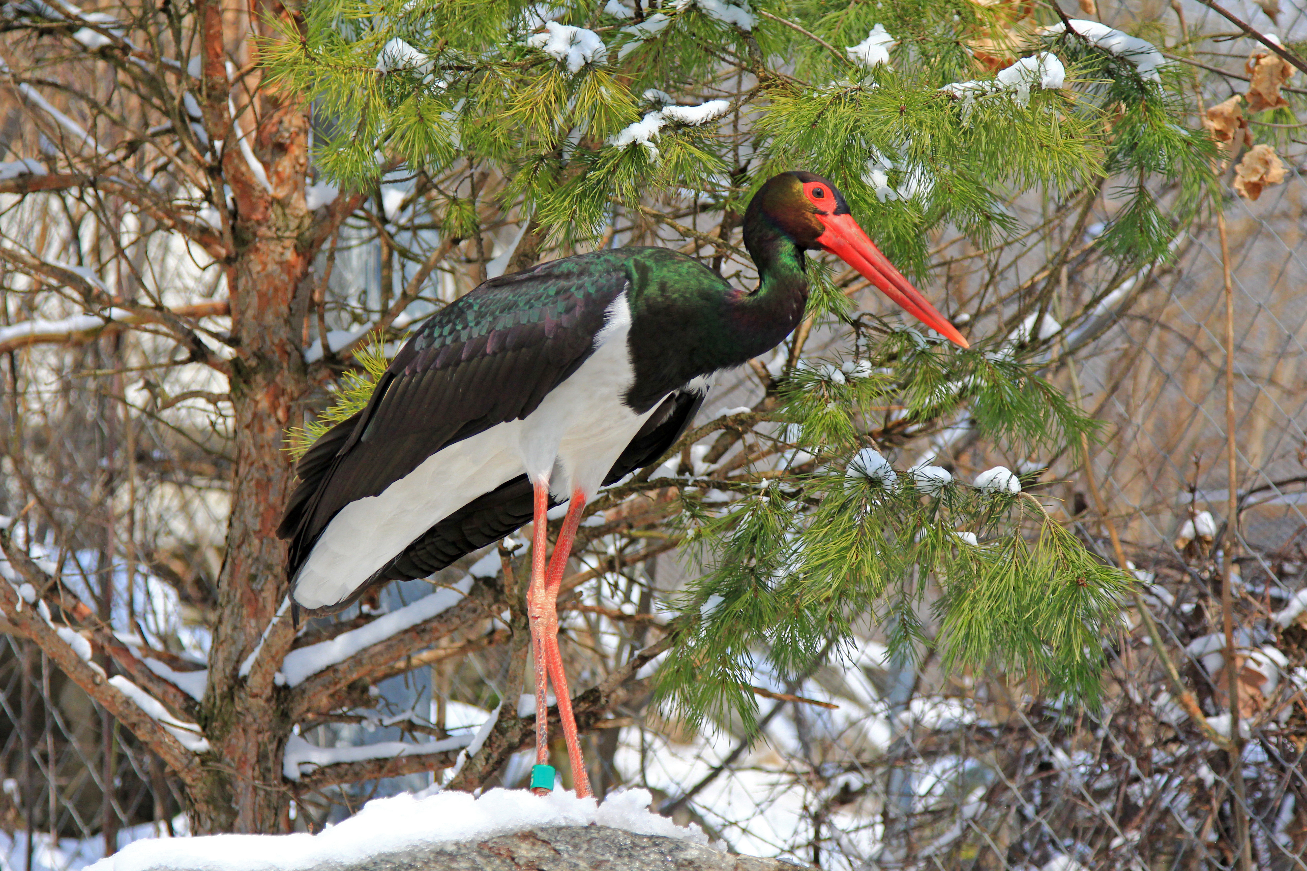 Schwarzstorch im Schnee 