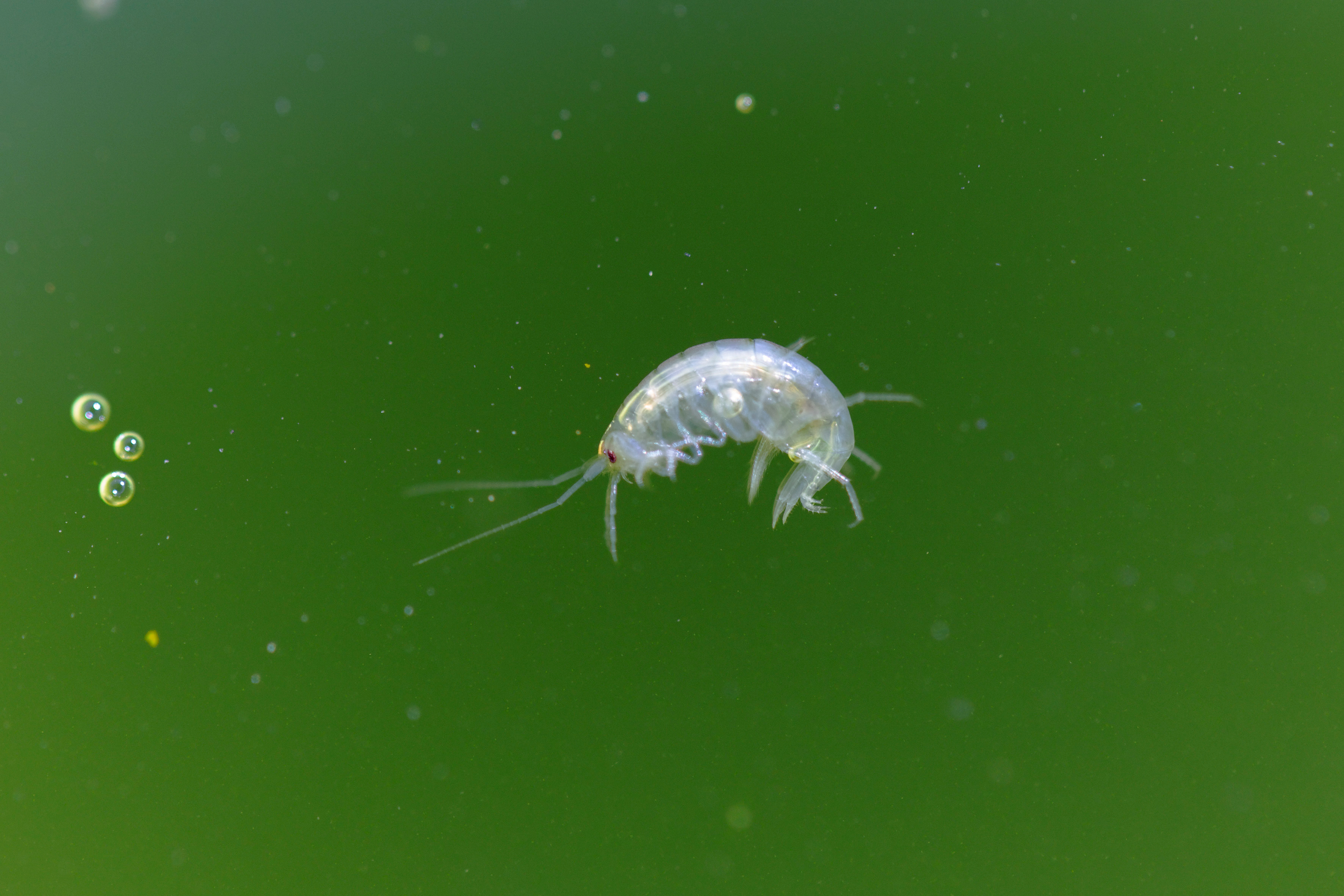 Bachflohkrebs im Wasser 