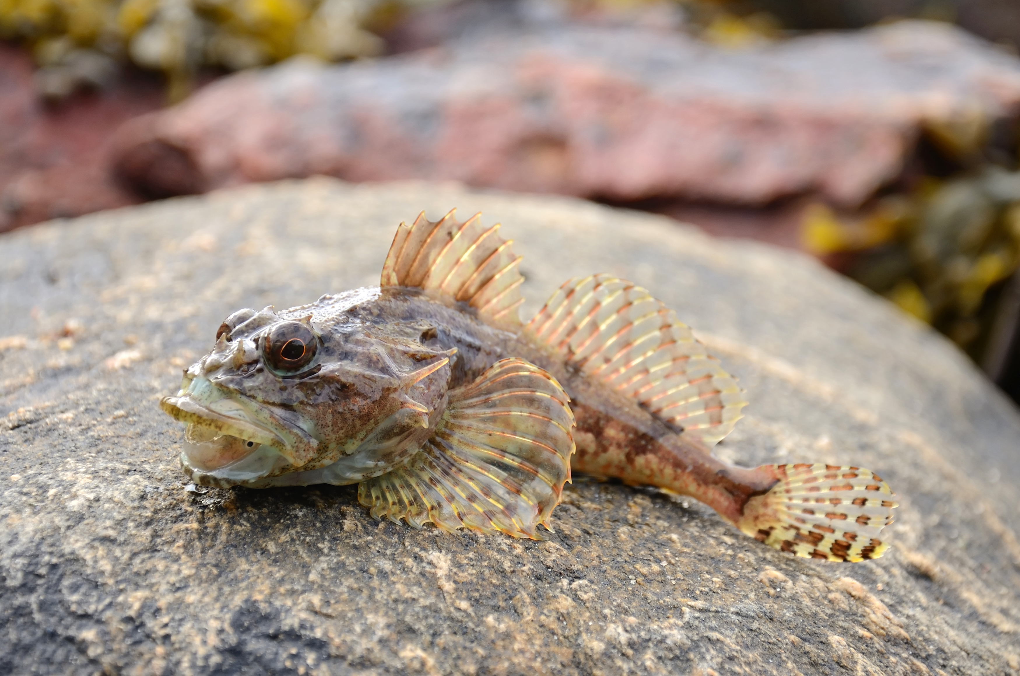 Seeskorpion auf einem Stein