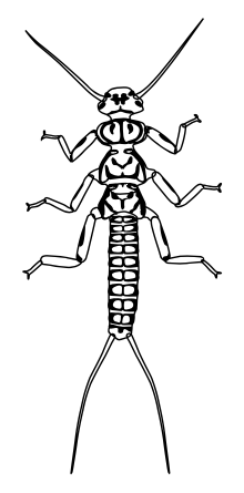 Abbildung einer Steinfliegenlarve
