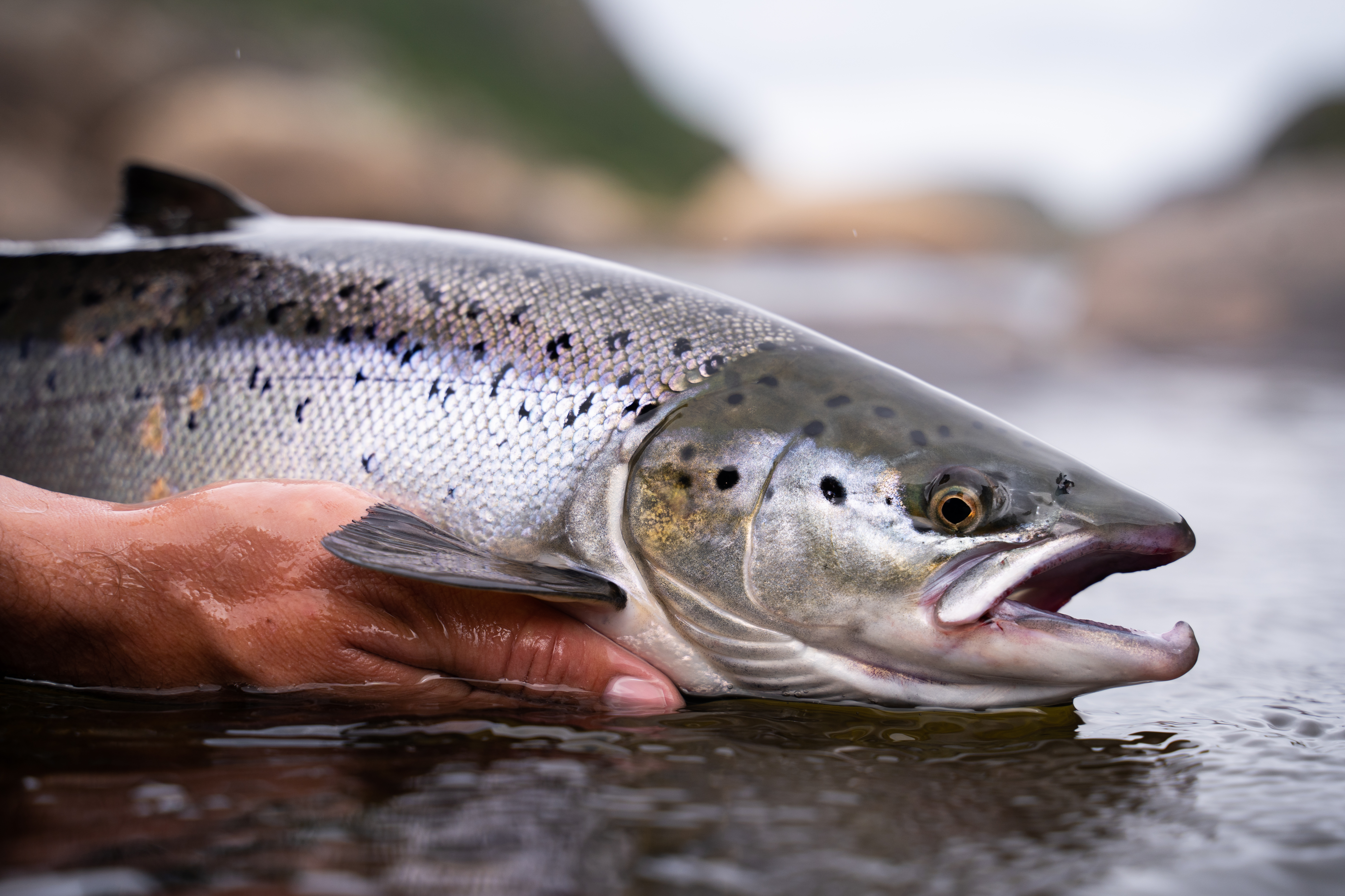 Laichhaken beim Lachs 