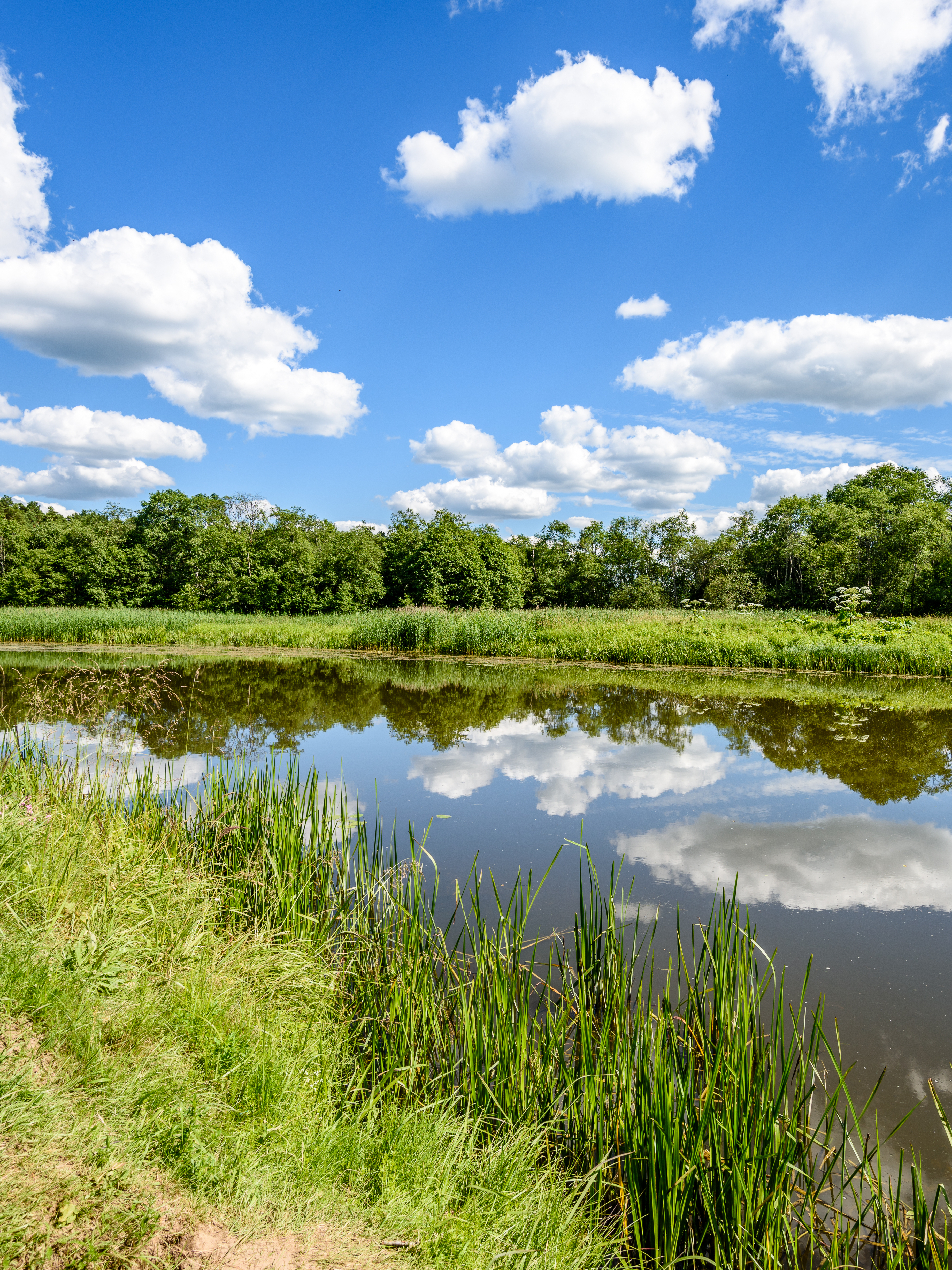 Teich mit gepflegtem Uferbewuchs 