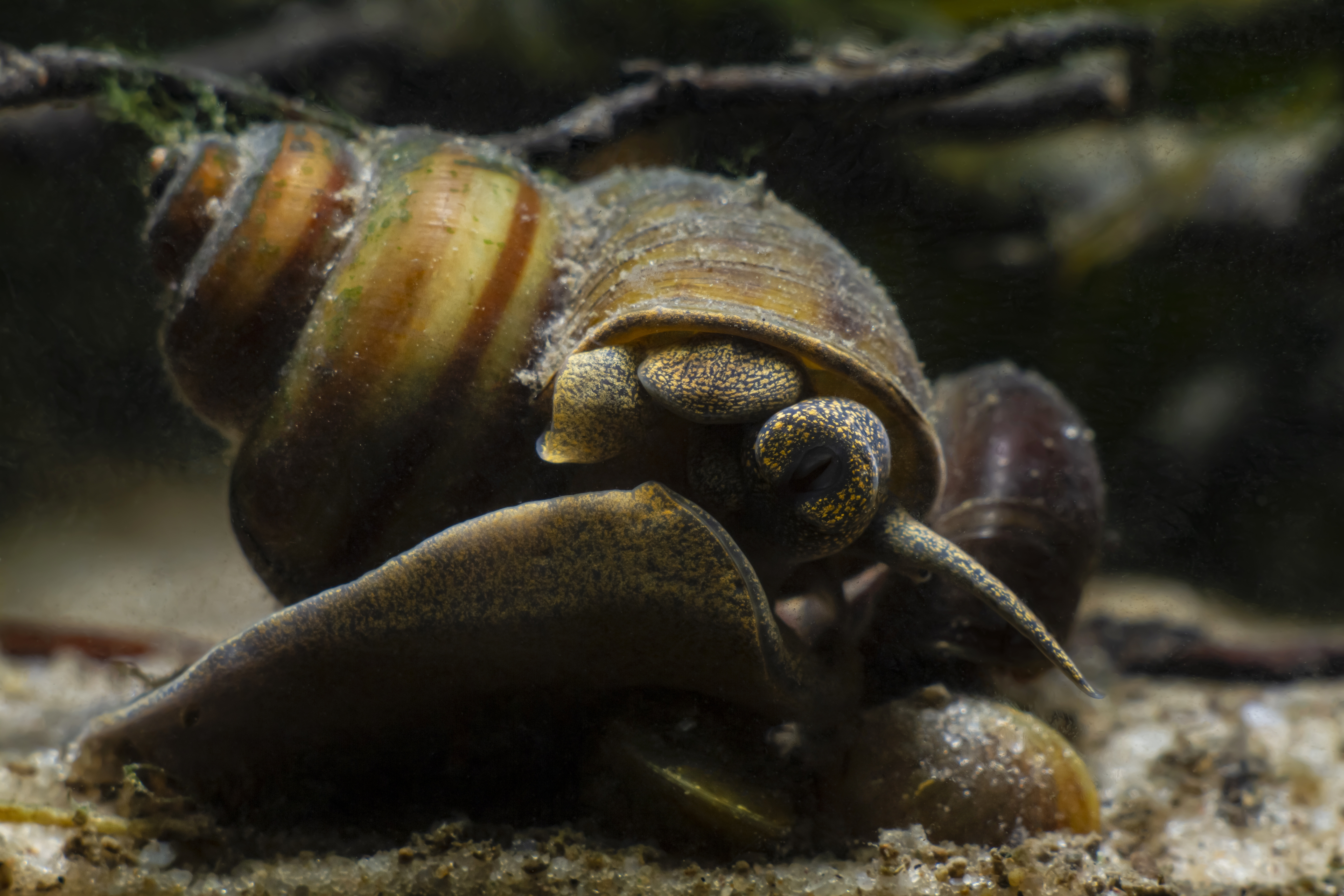 Sumpfdeckelschnecke