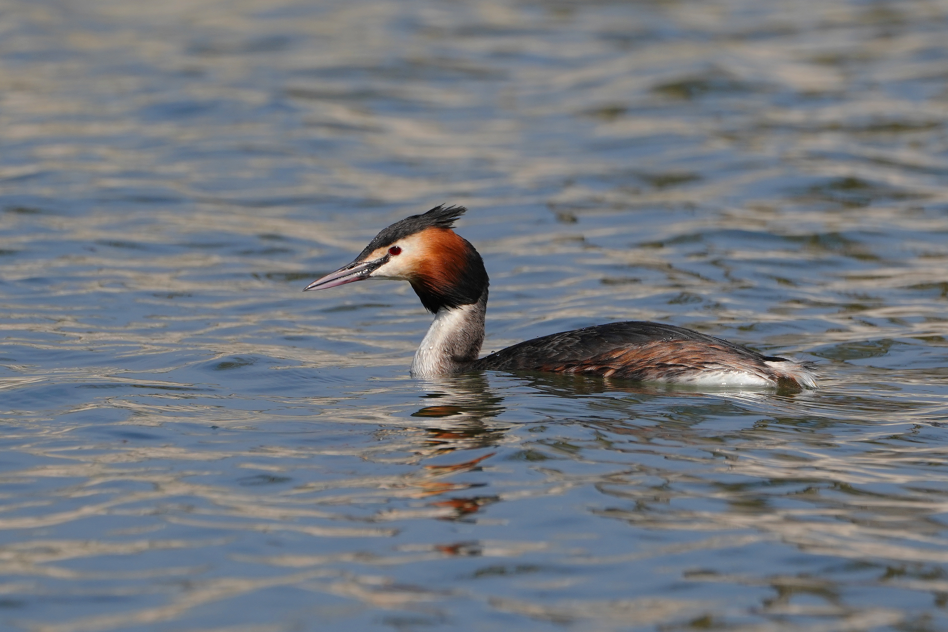 Schwimmender Haubentaucher 