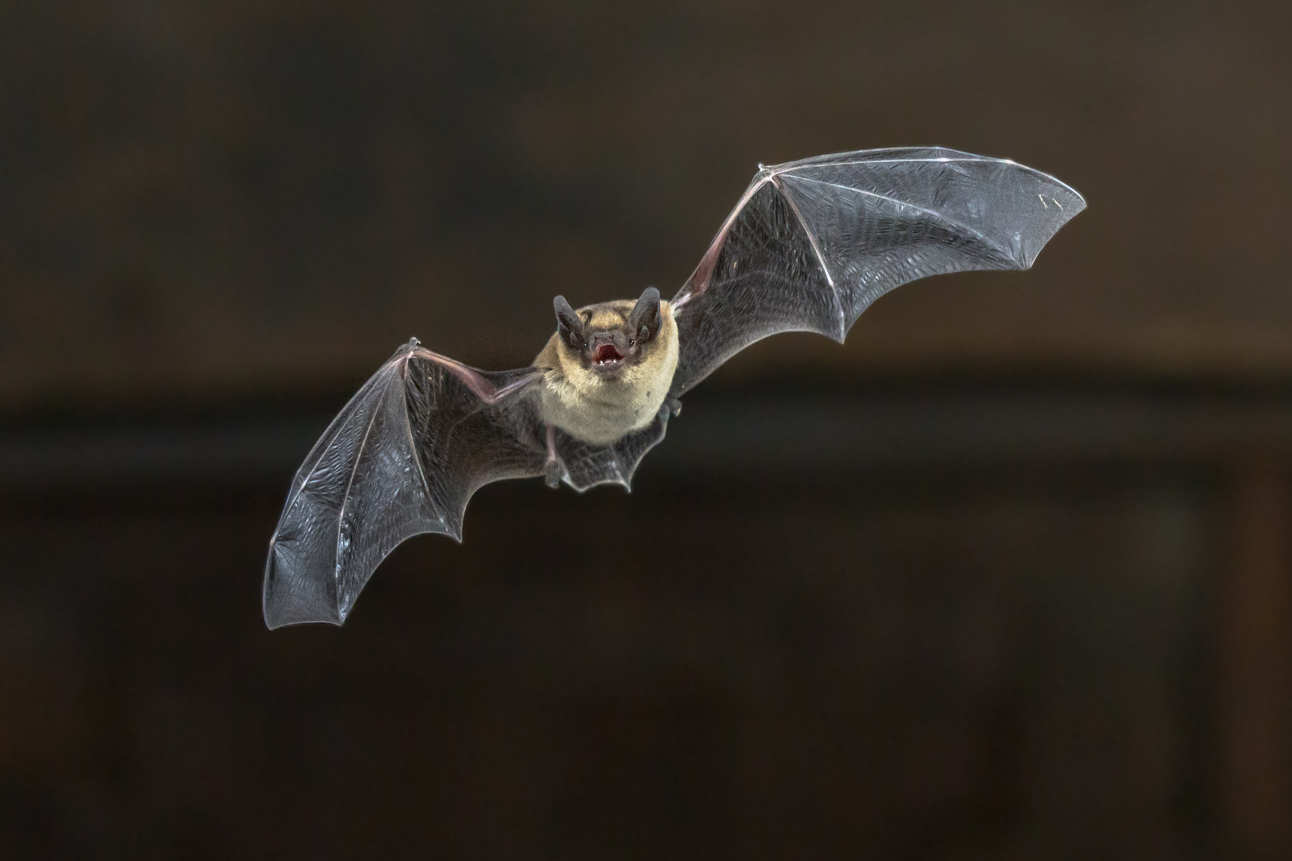 Fledermaus 