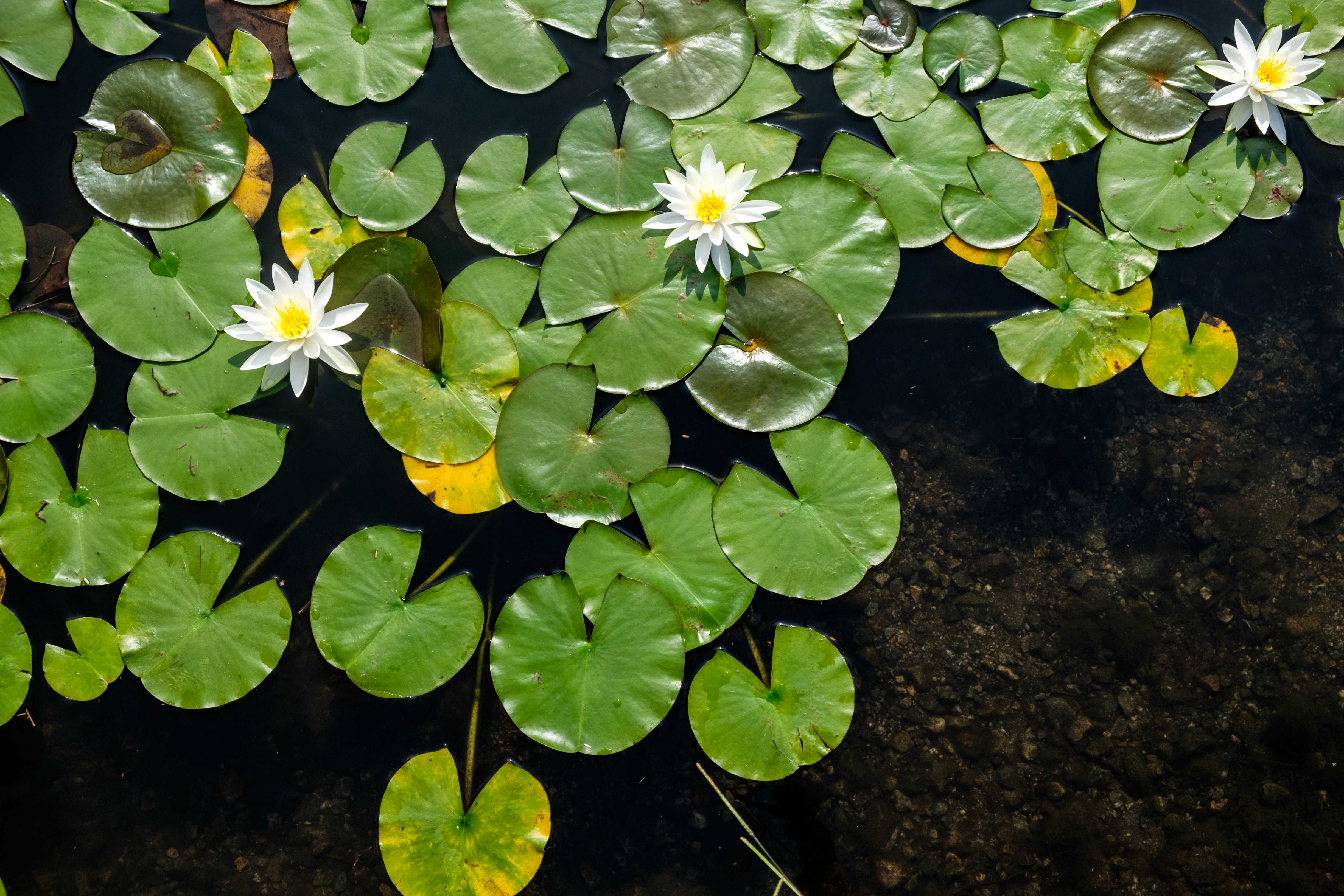 Wasserlilien mit weißen Blüten 