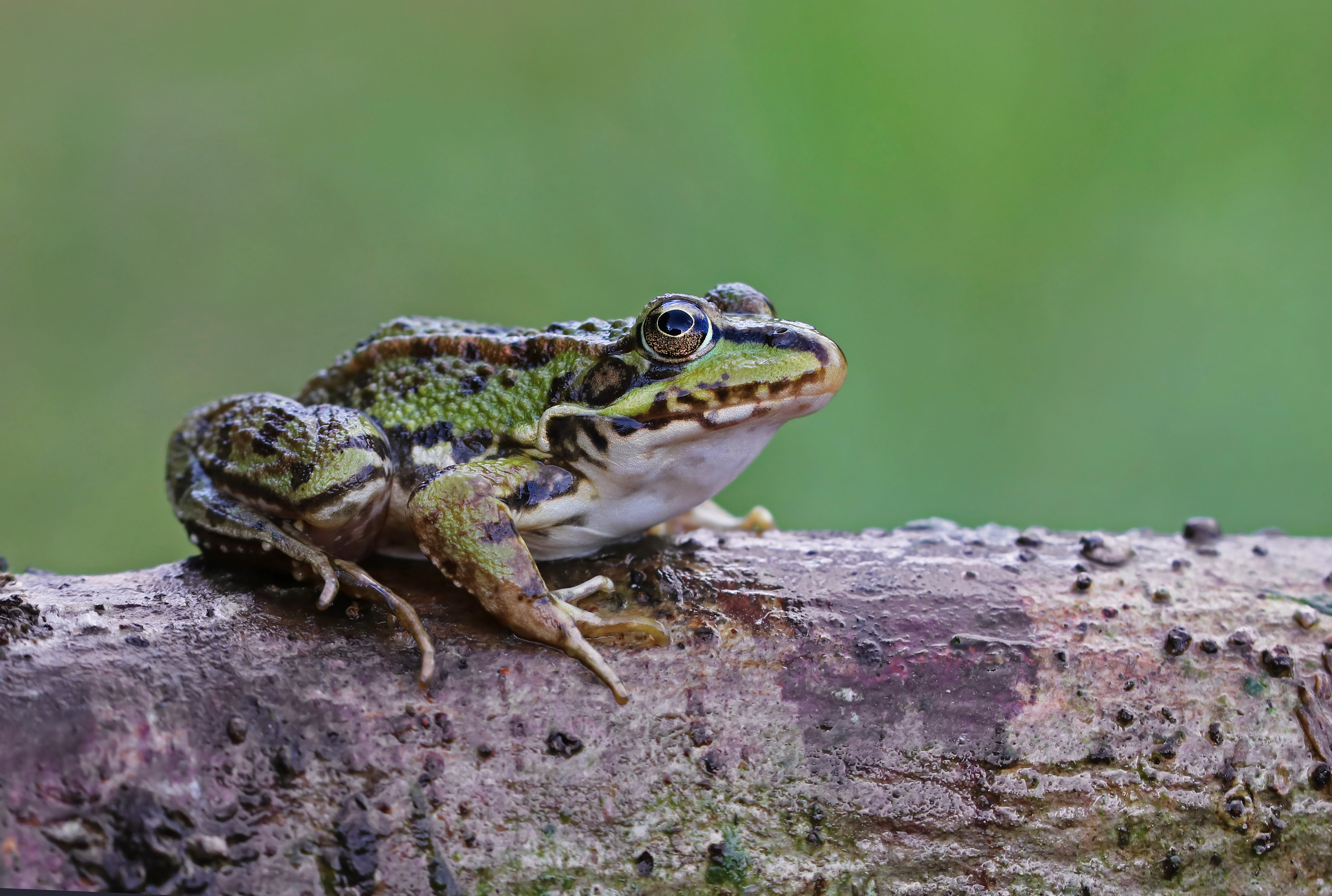 Teichfrosch auf einem Stein 