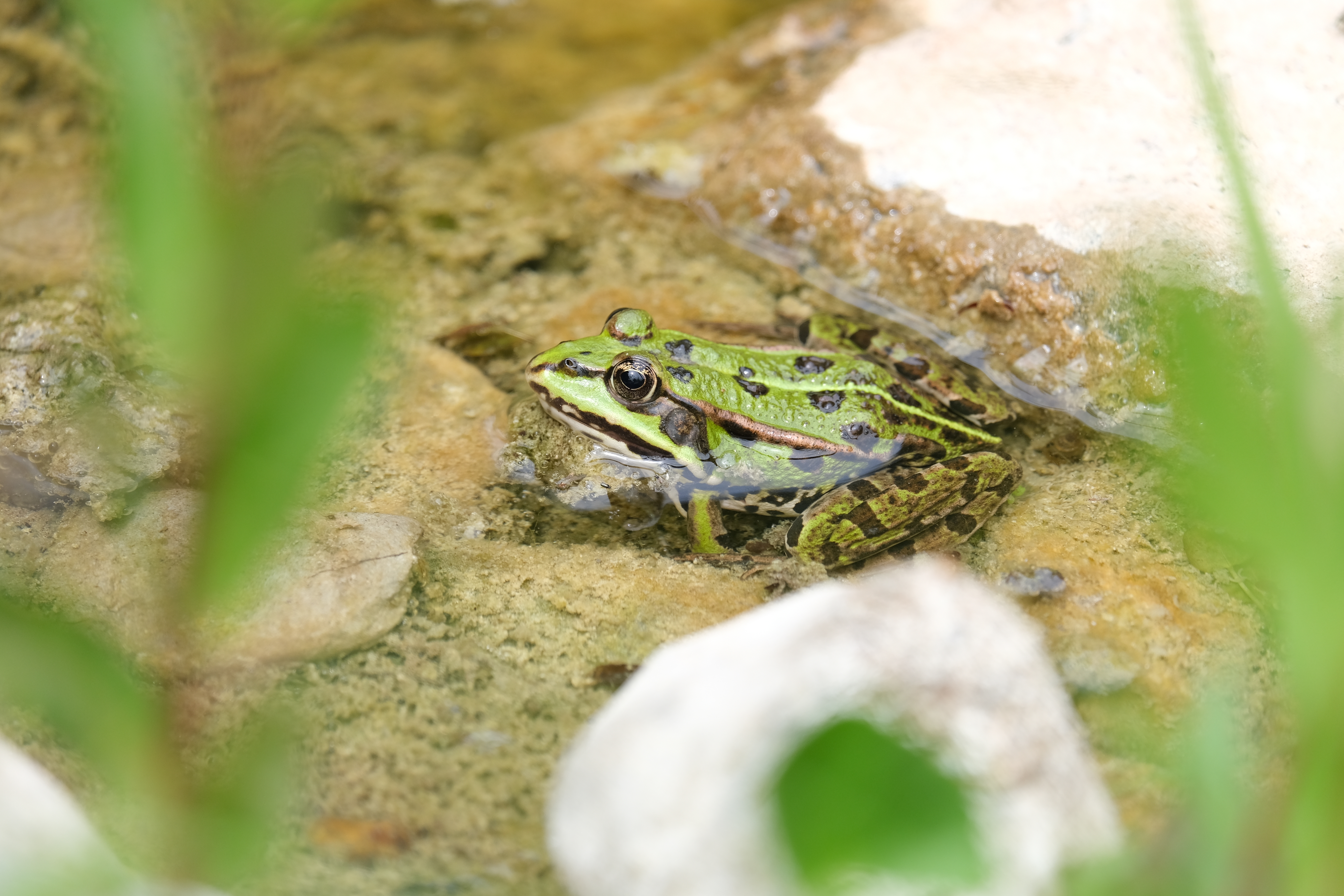 Seefrosch im Wasser 