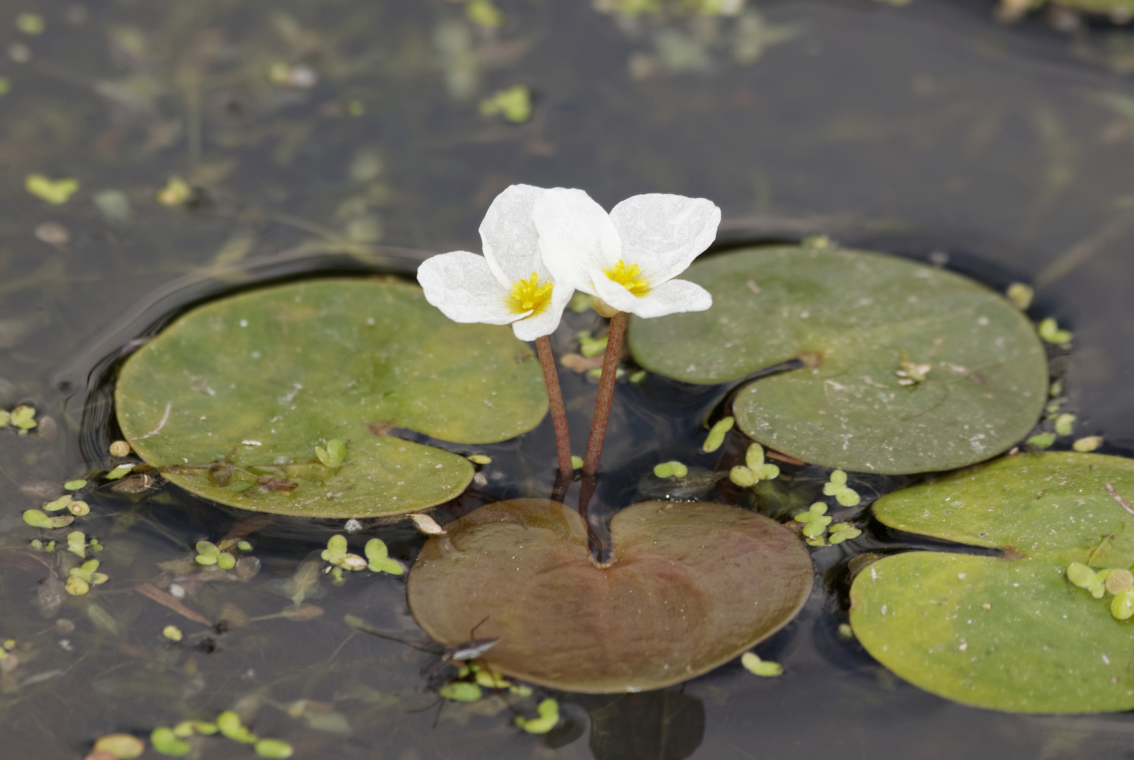 Froschbiss mit Blüten 