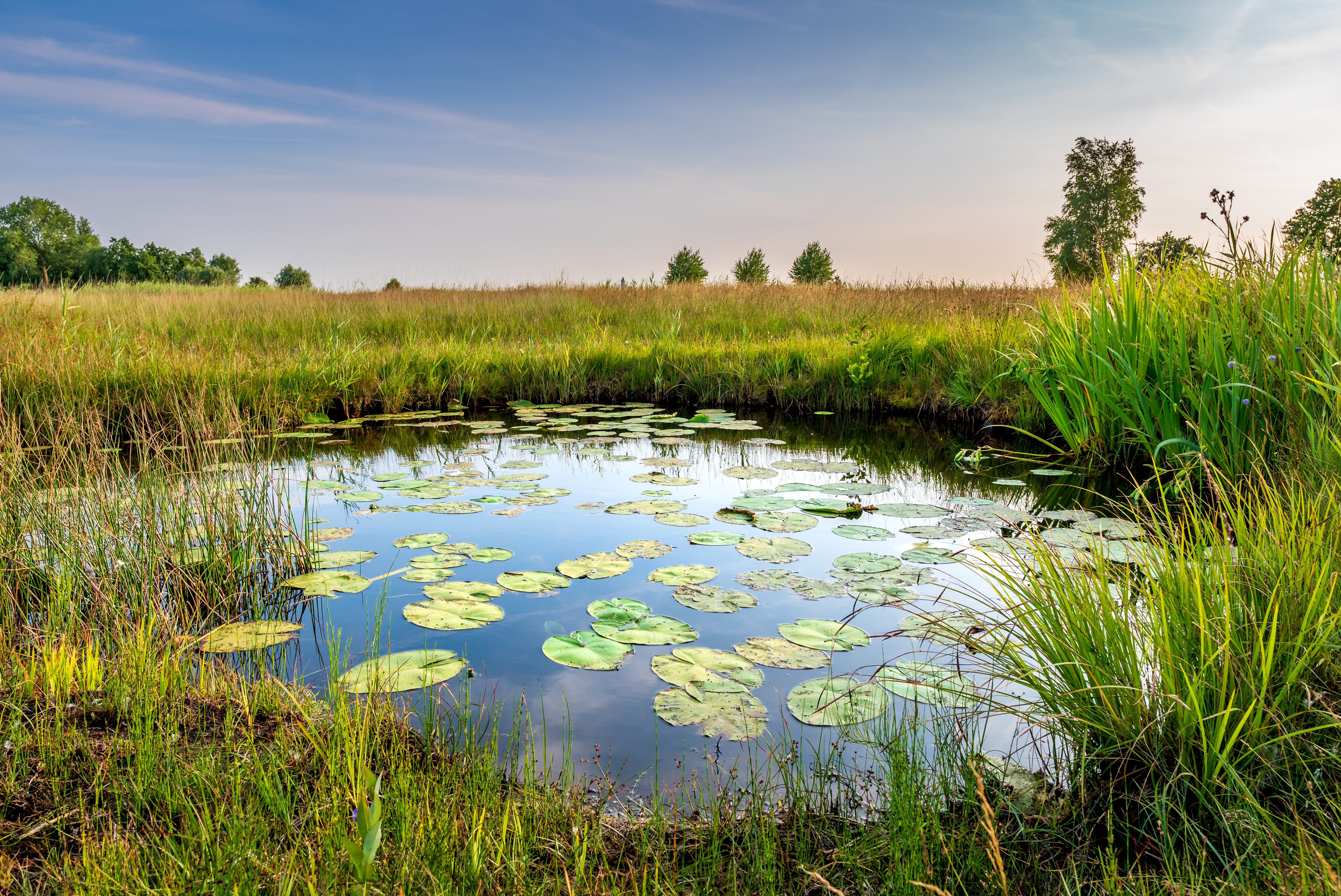 Tümpel mit Schwimmblattpflanzen 