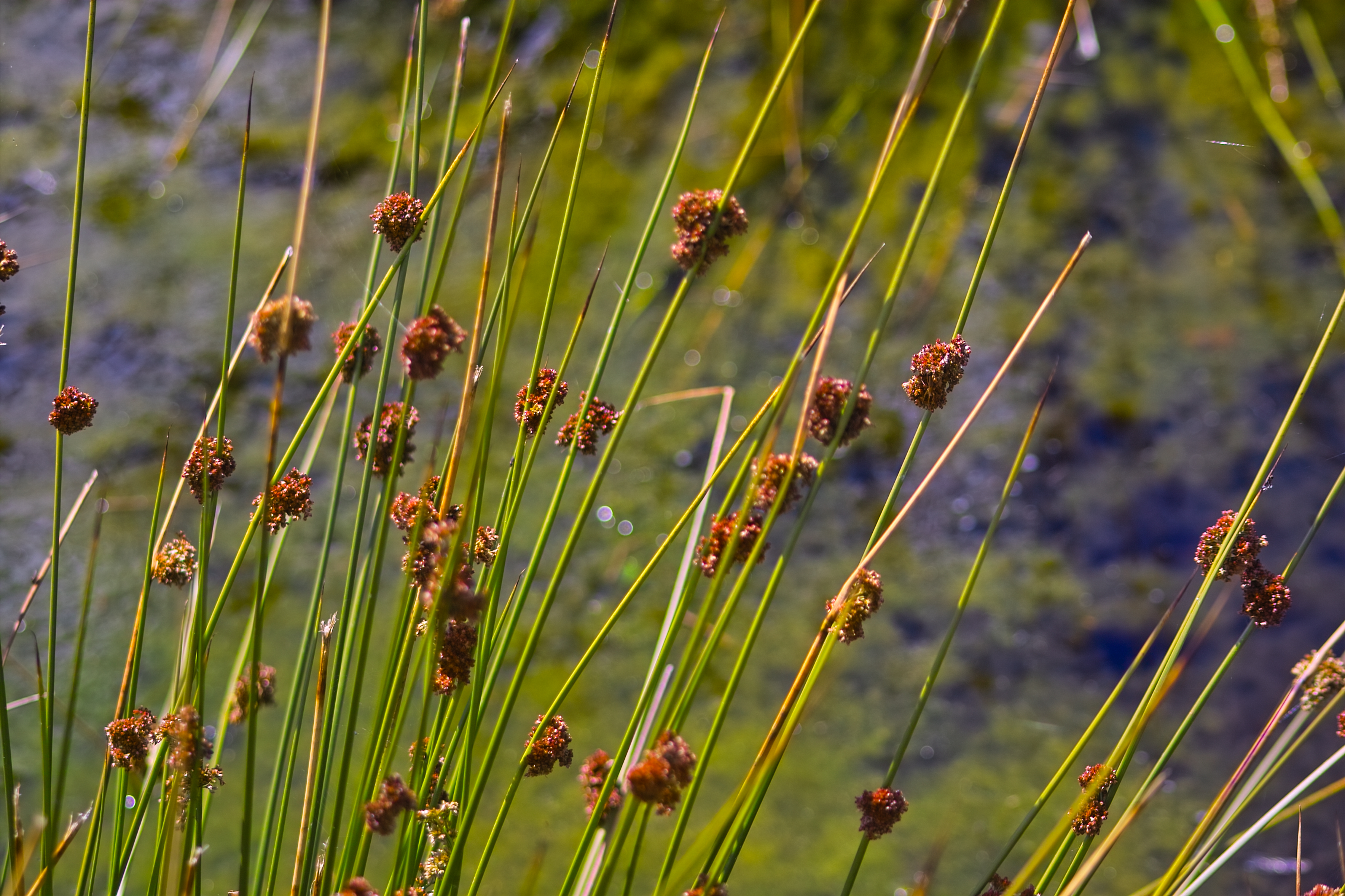 Binsen mit Blüten 