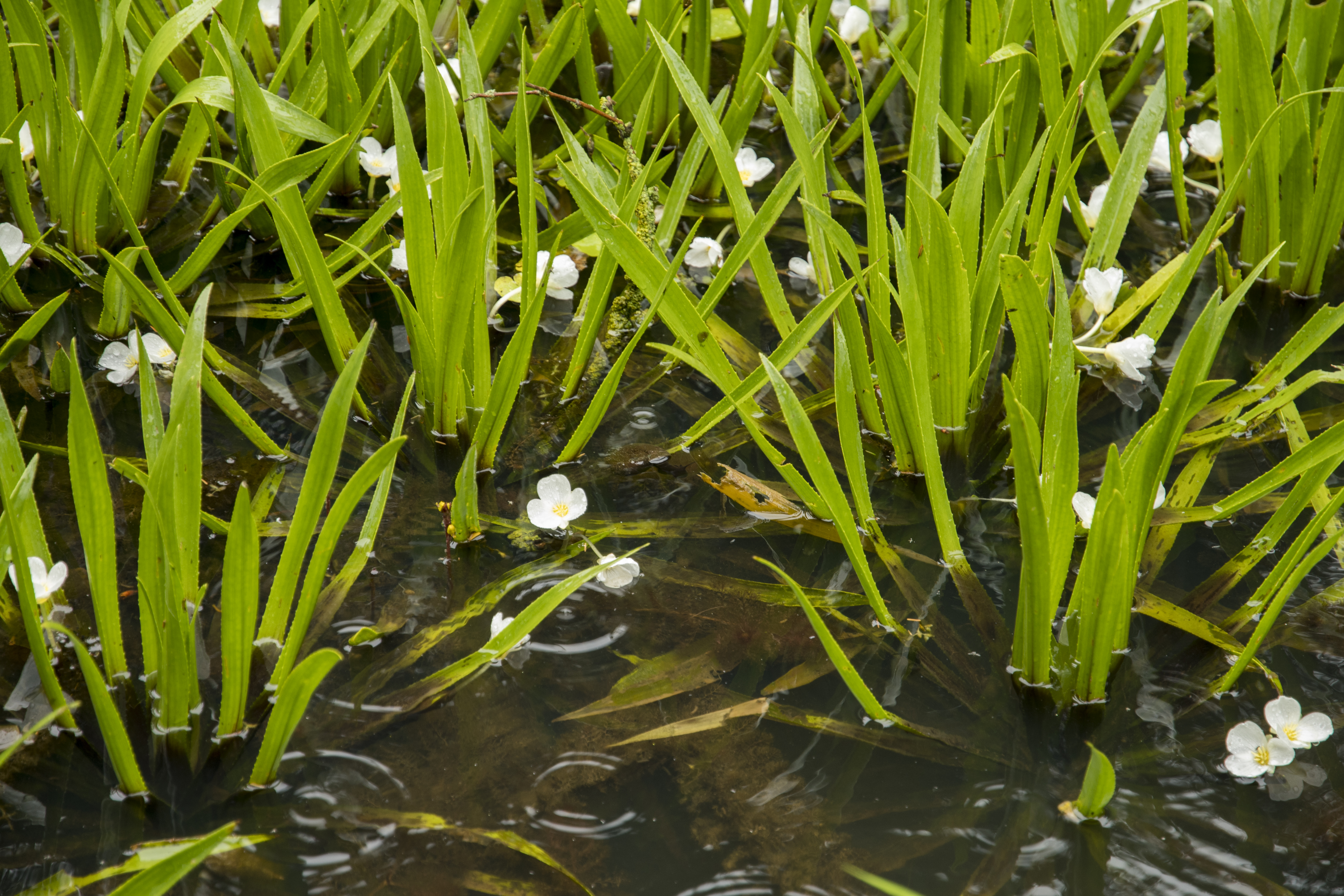 Krebsschere mit Blüten 