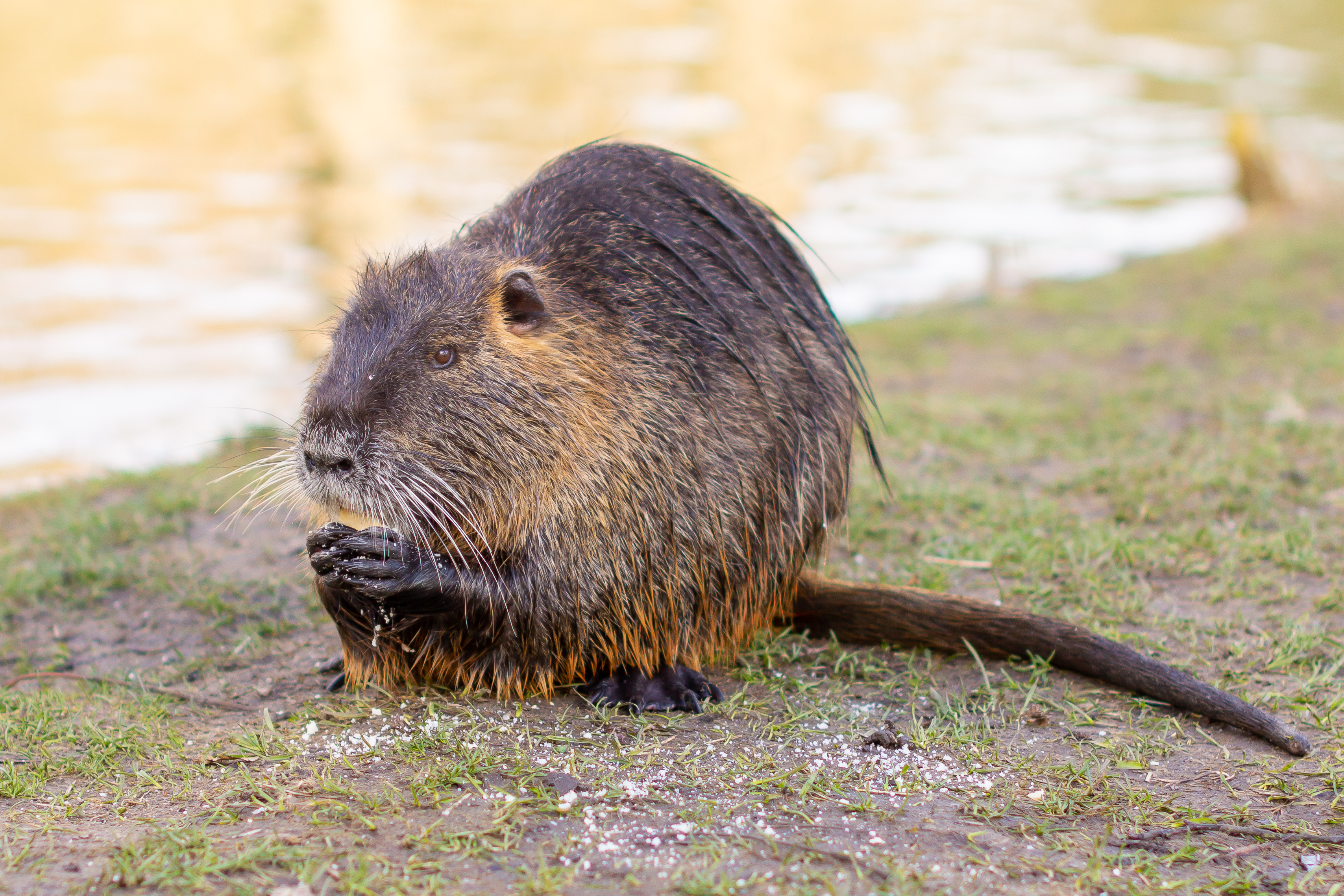 Nutria auf einer Wiese