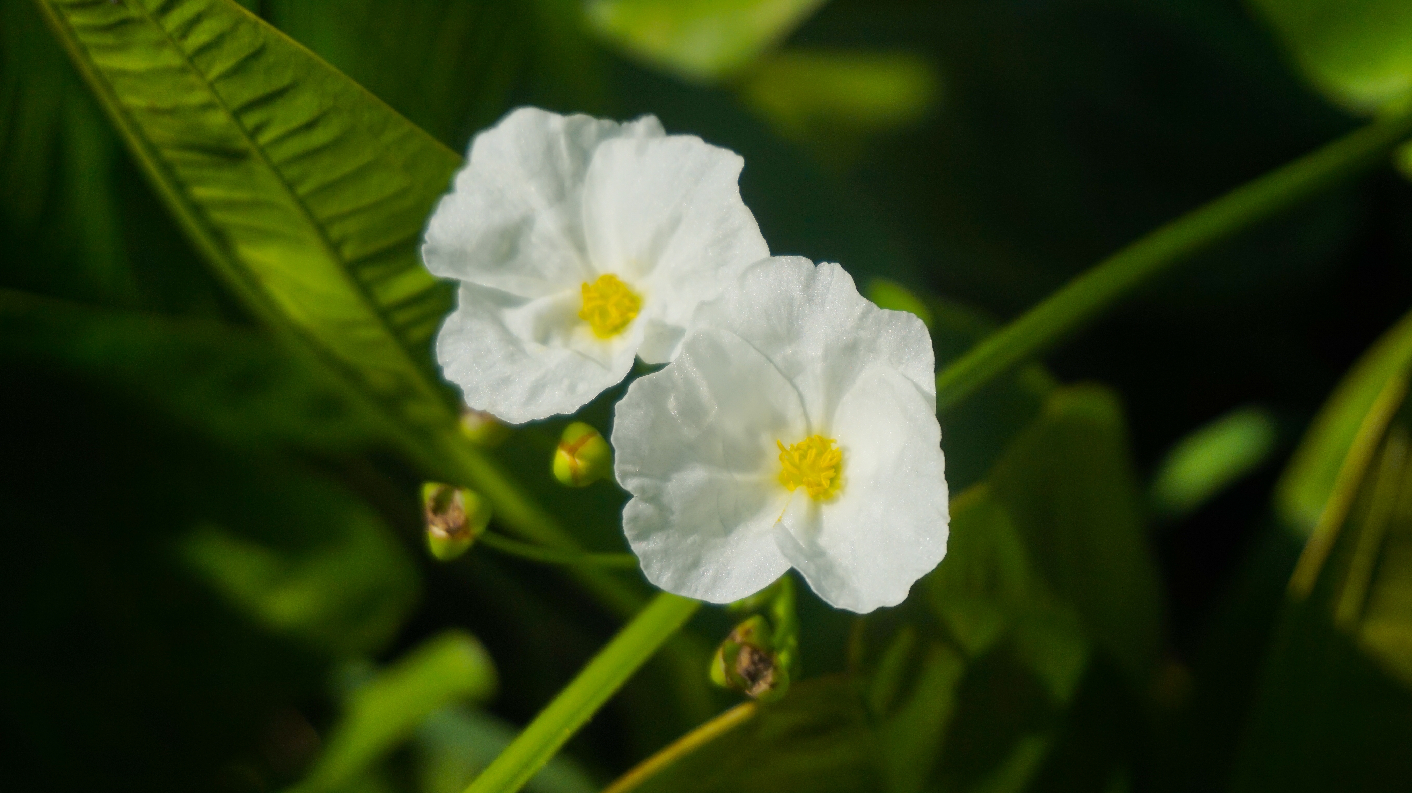 Froschlöffel mit Blüten