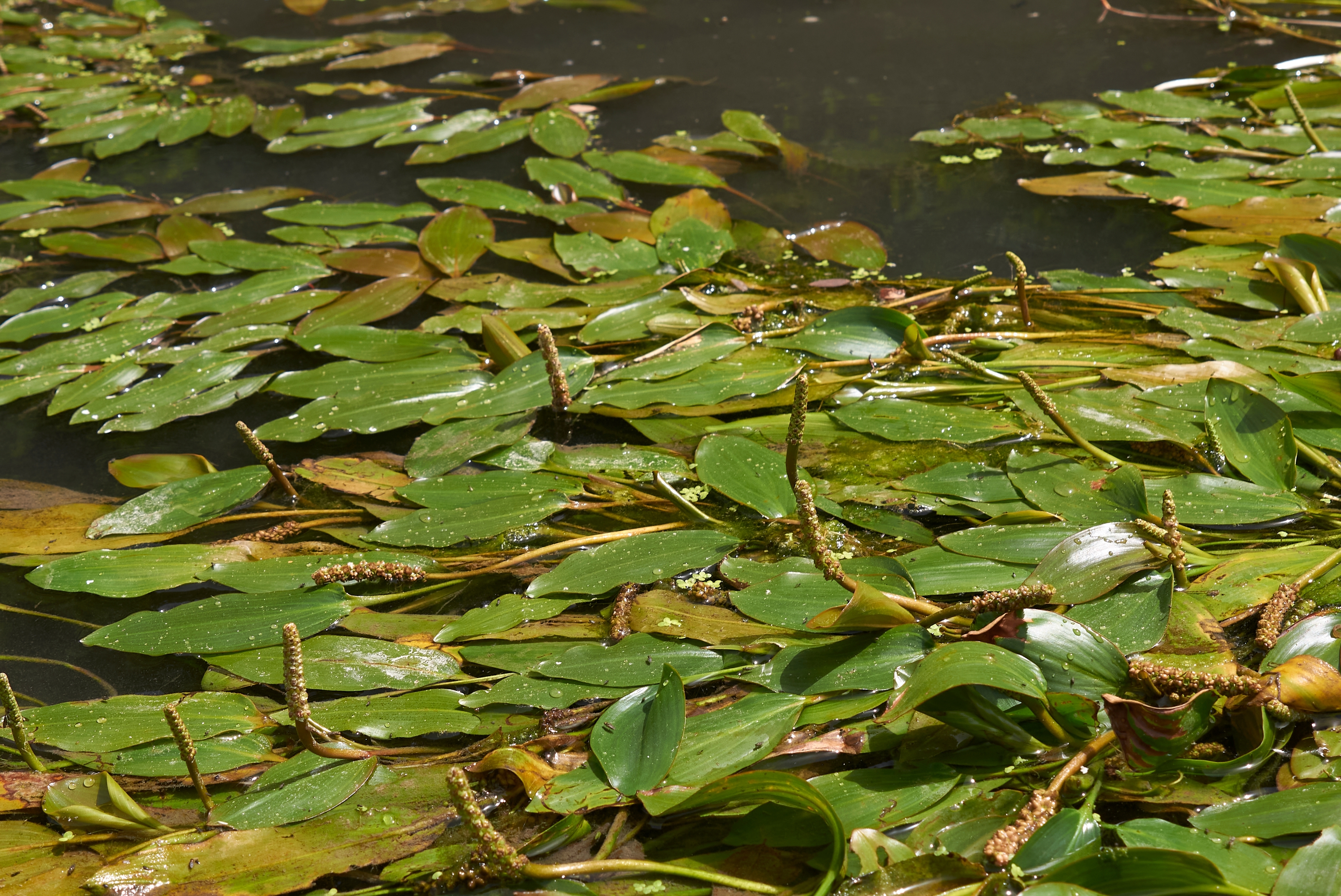 Schwimmendes Laichkraut 