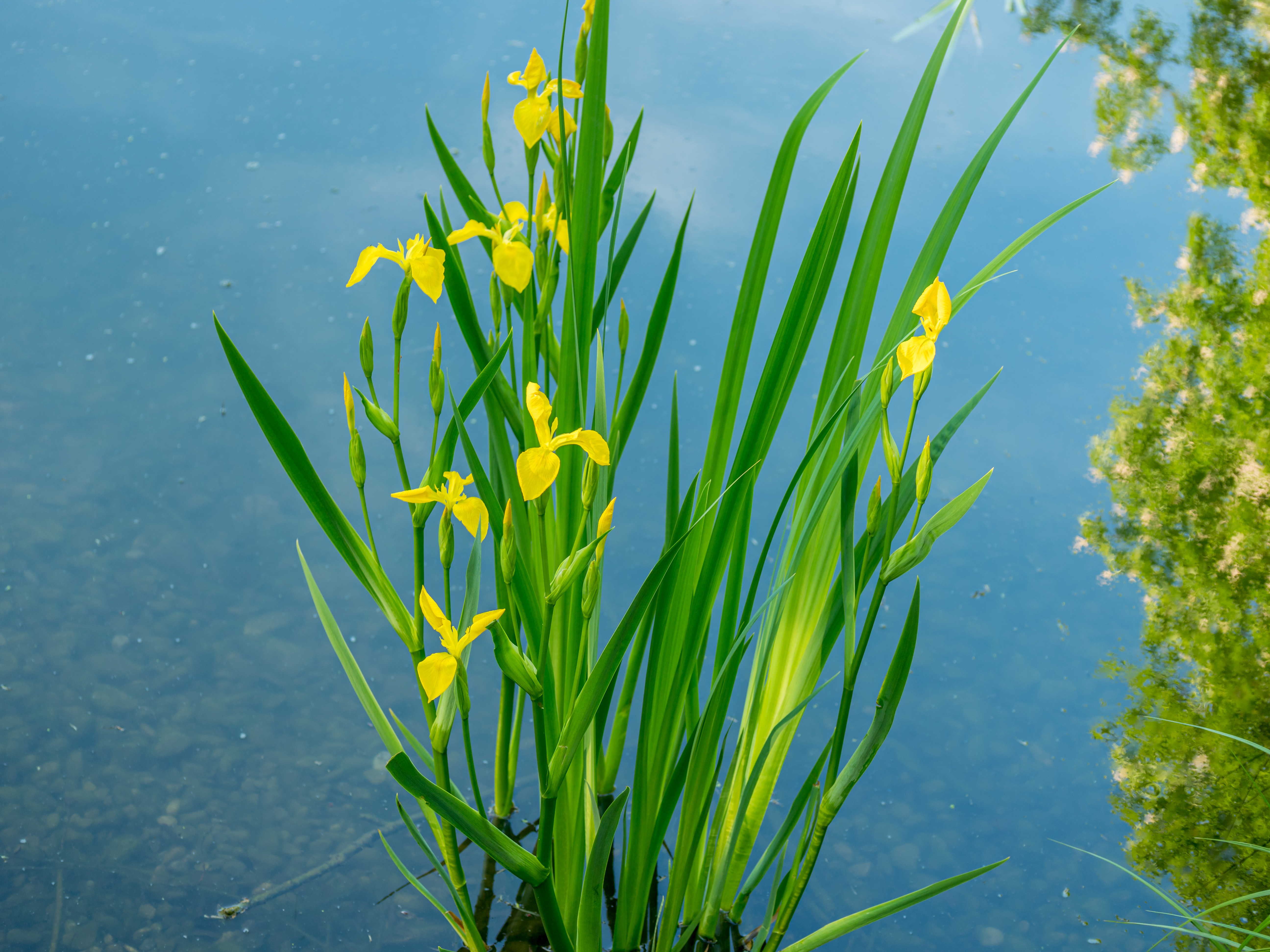 Sumpf-Schwertlilie mit Blüten