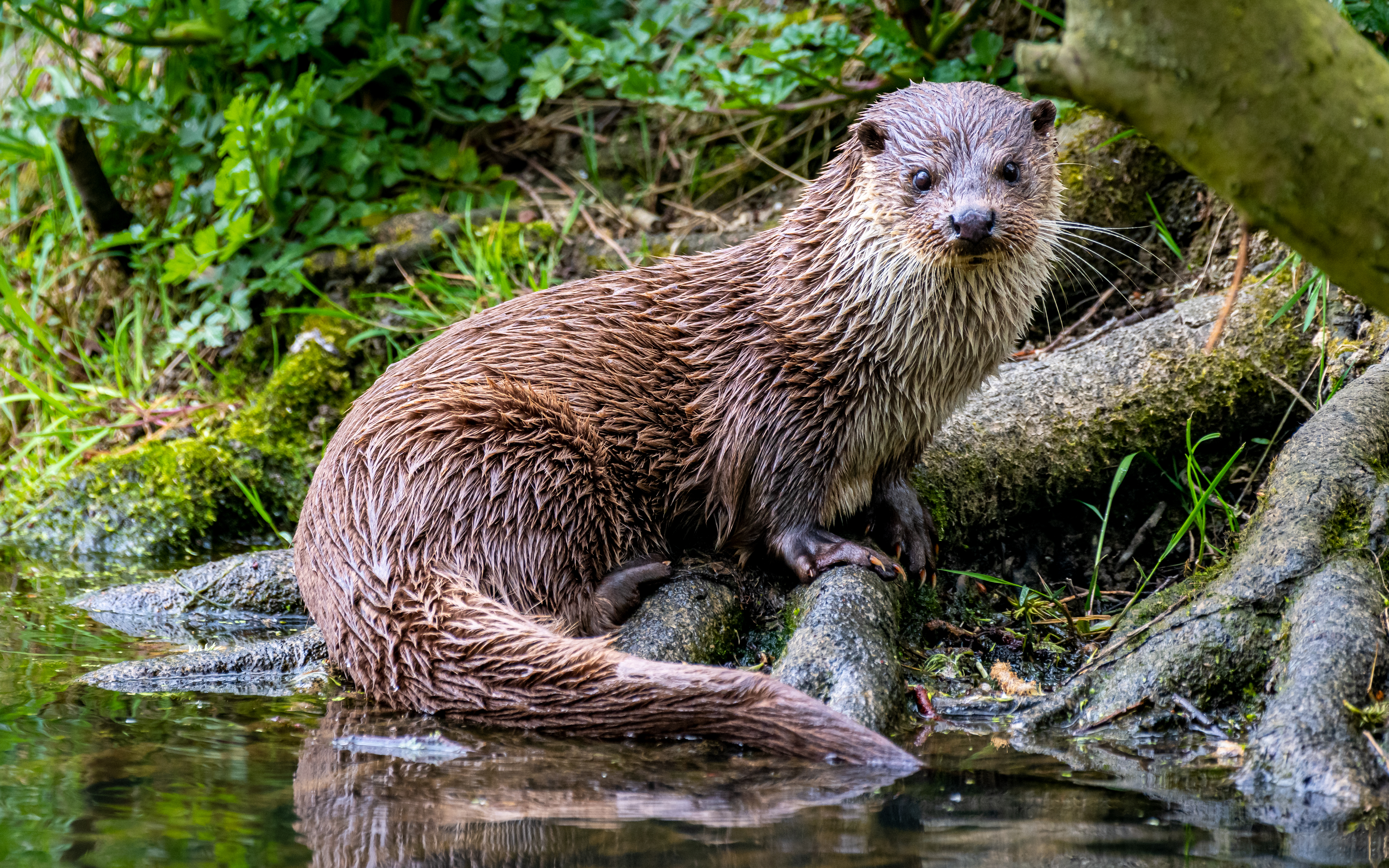 Fischotter am Wasser 