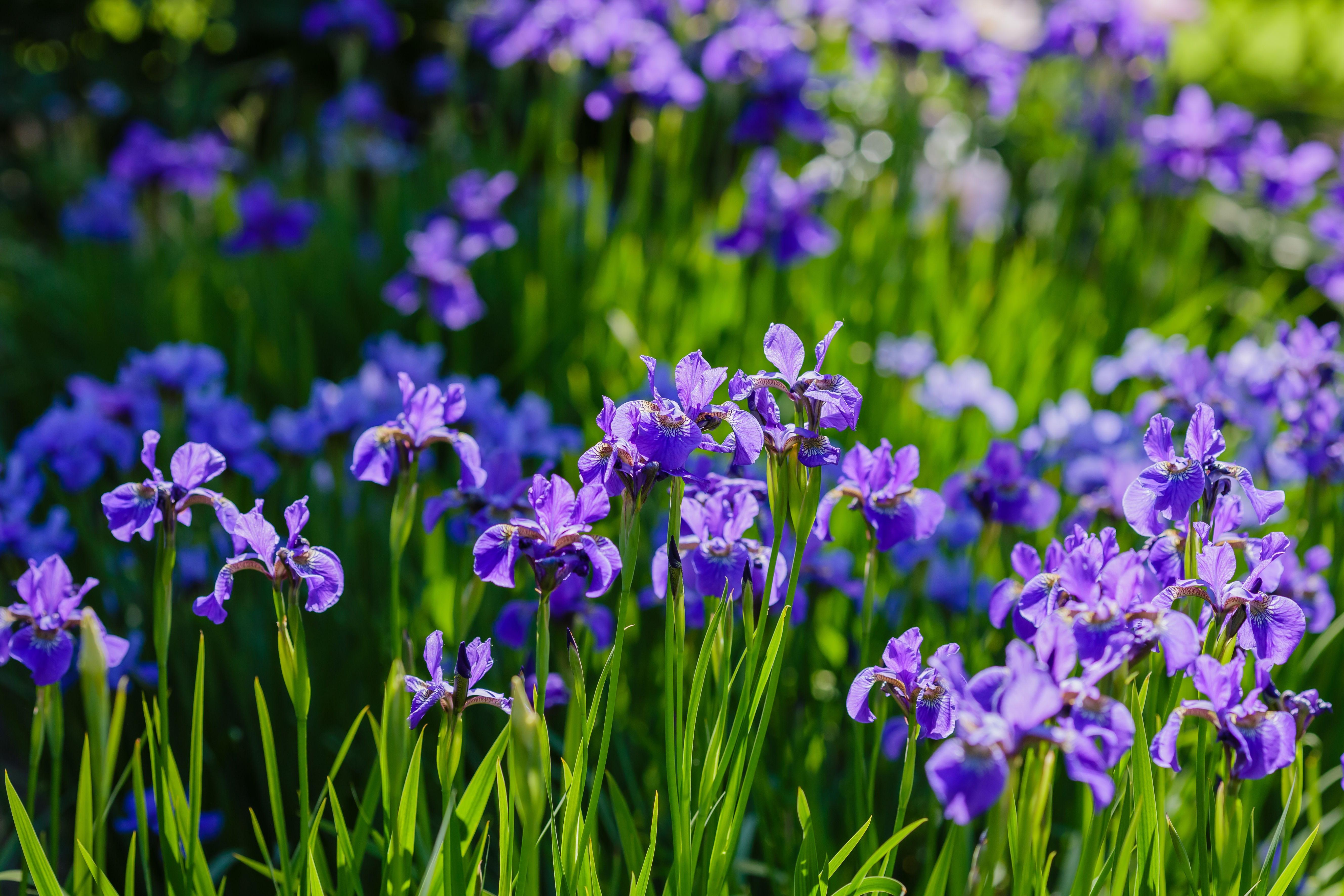 Blüten der Schwertlilie 