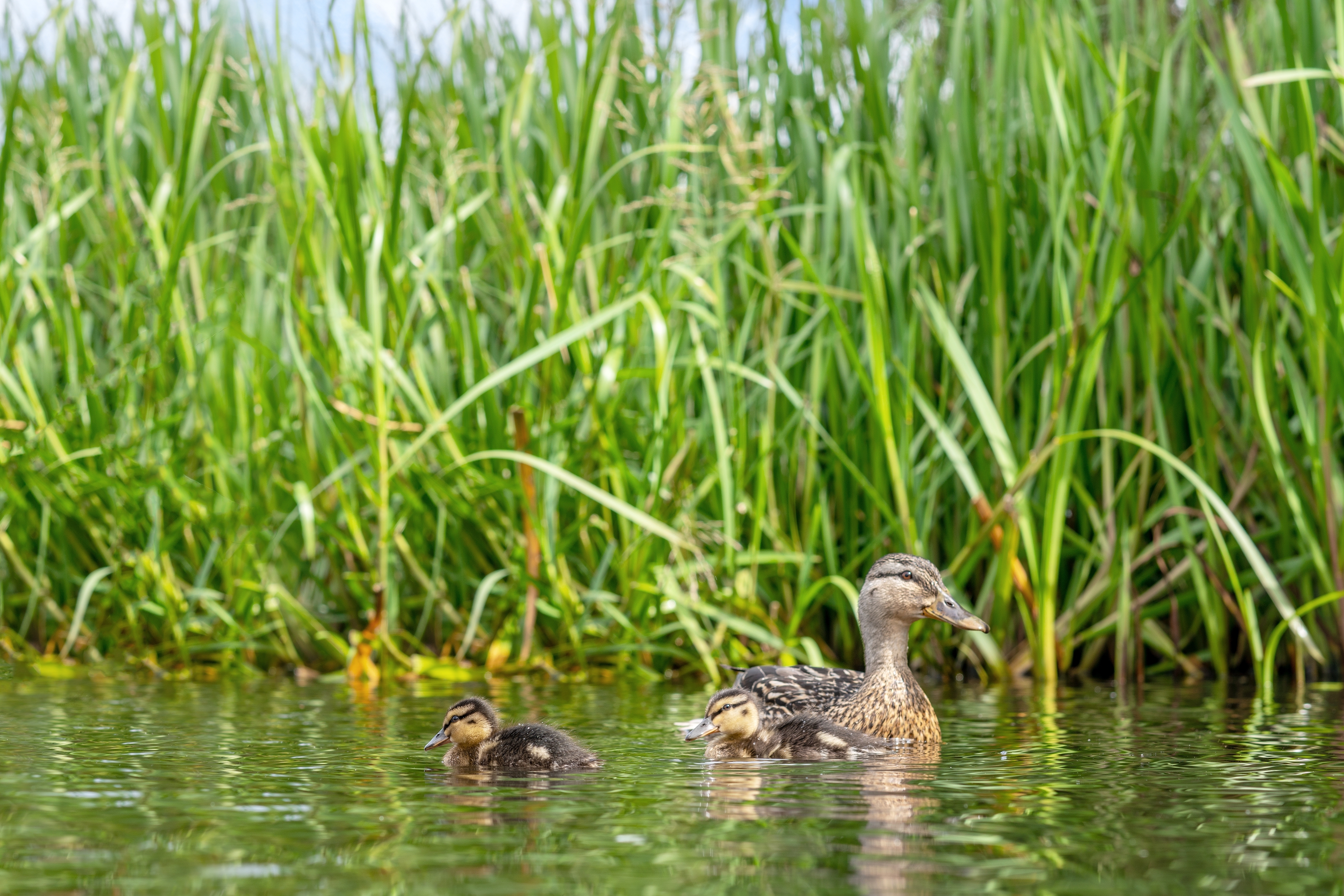 Entenfamilie im See