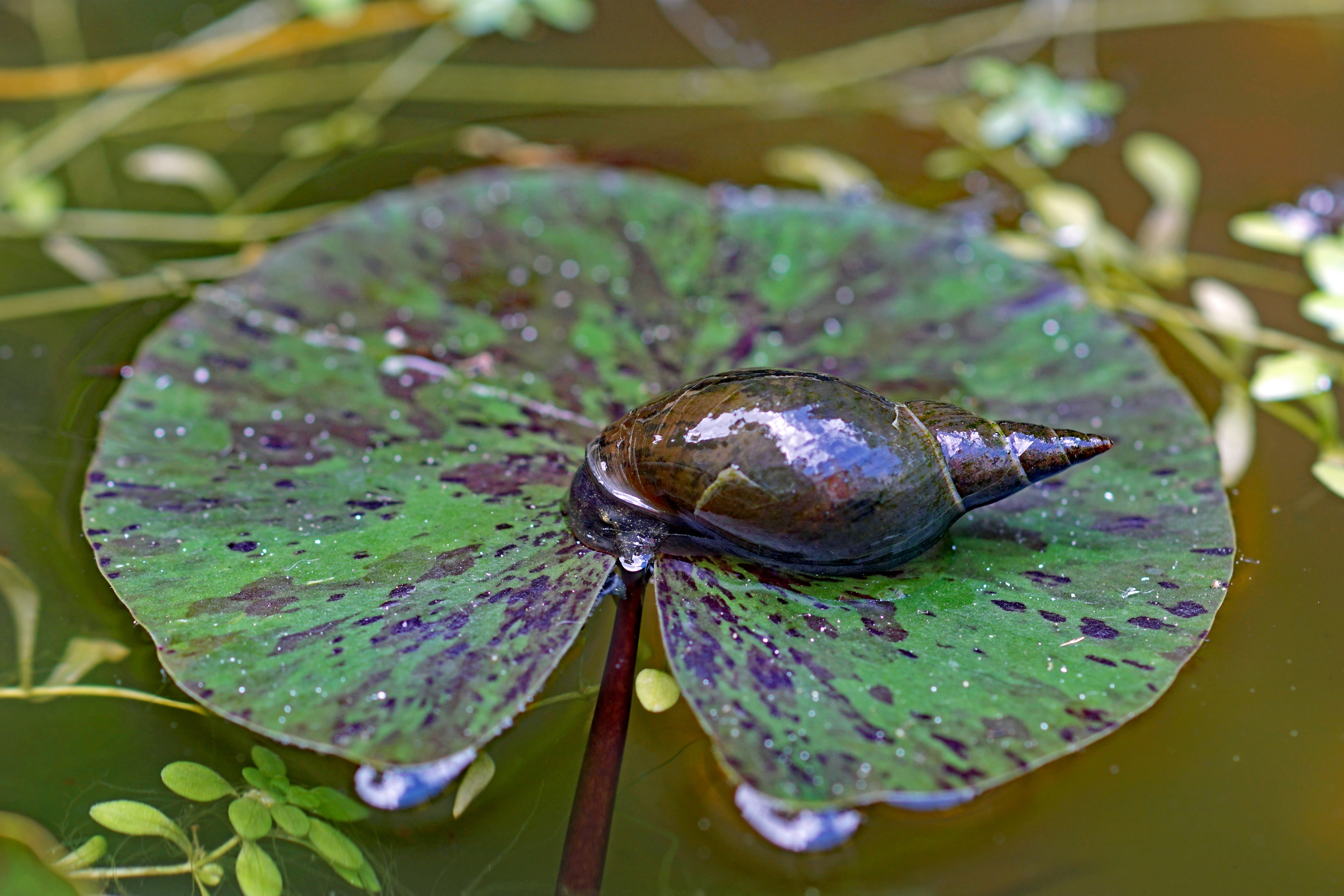 Spitzschlammschnecke auf einer Seerose