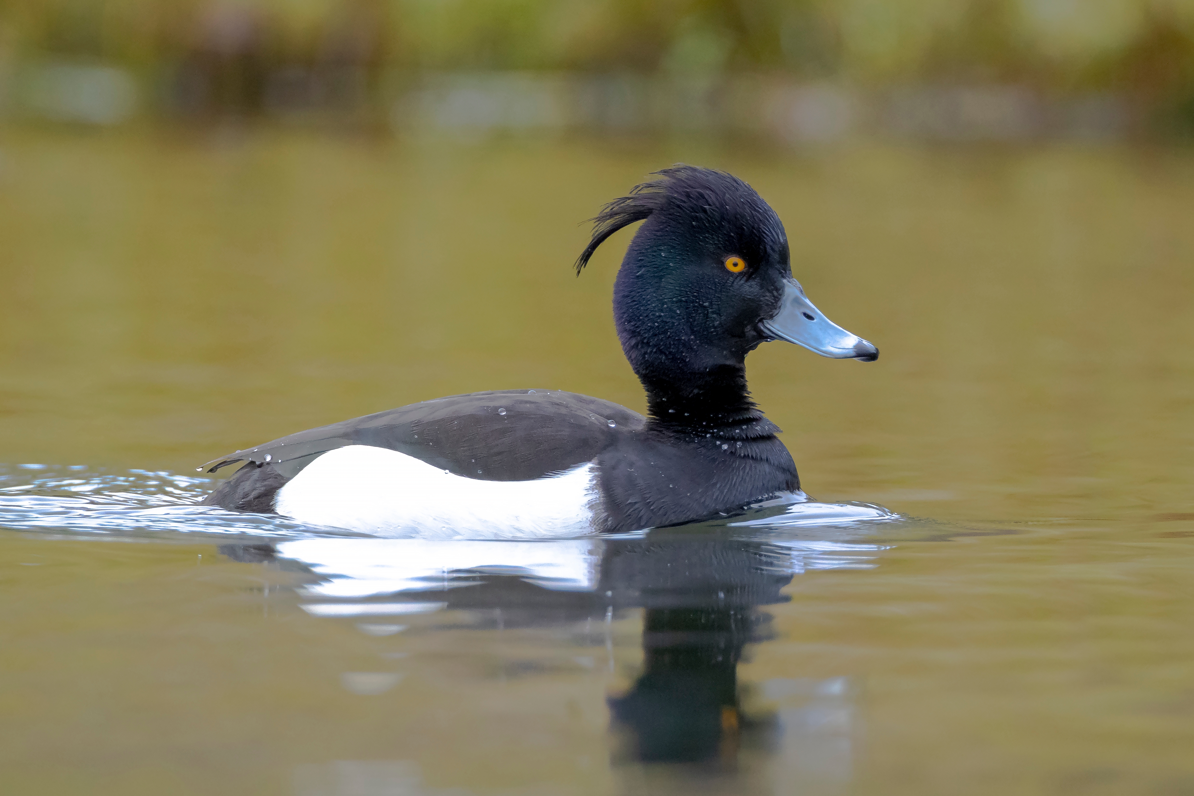 Schwimmende Reiherente