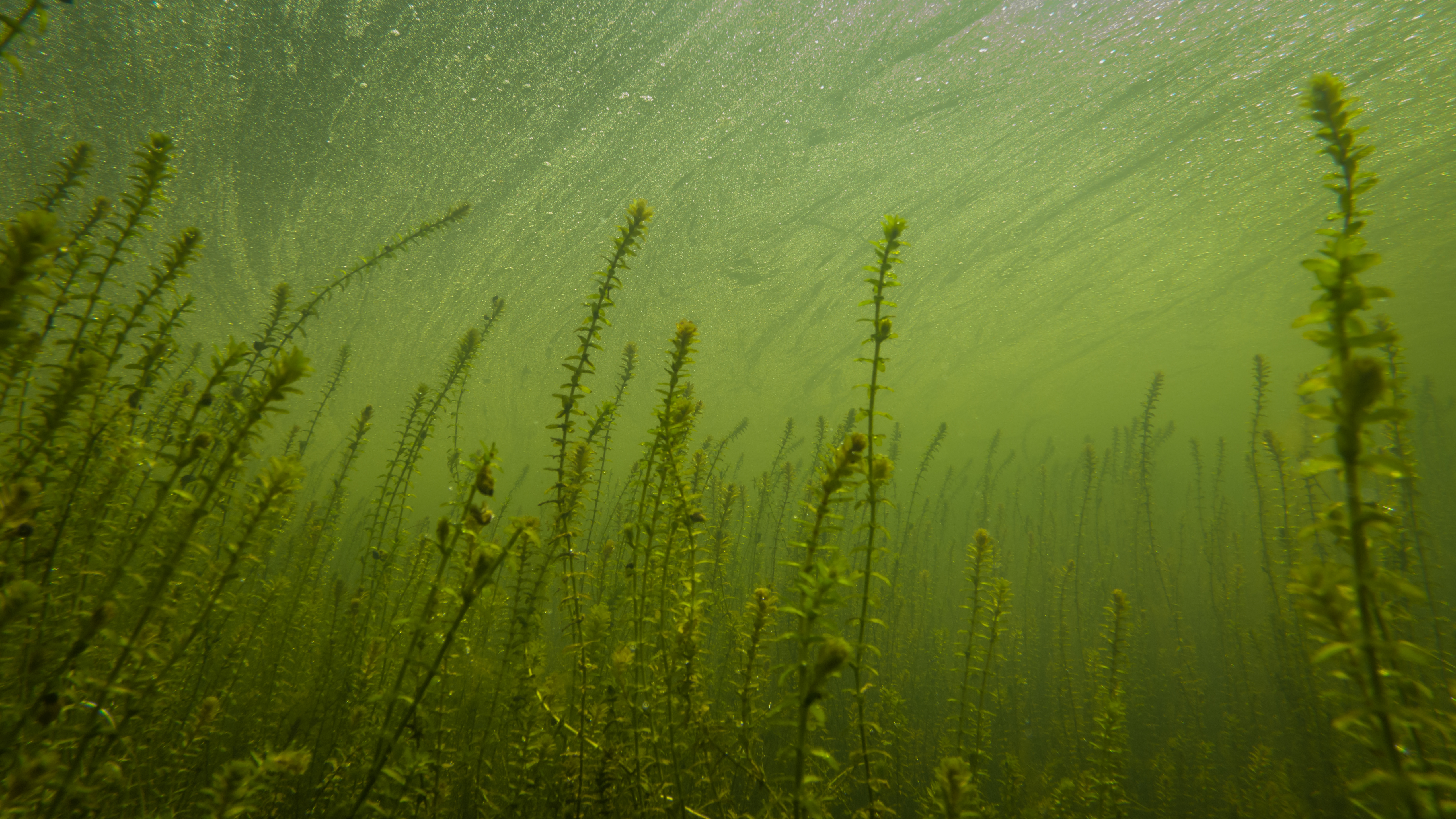 Wasserpest im Wasser