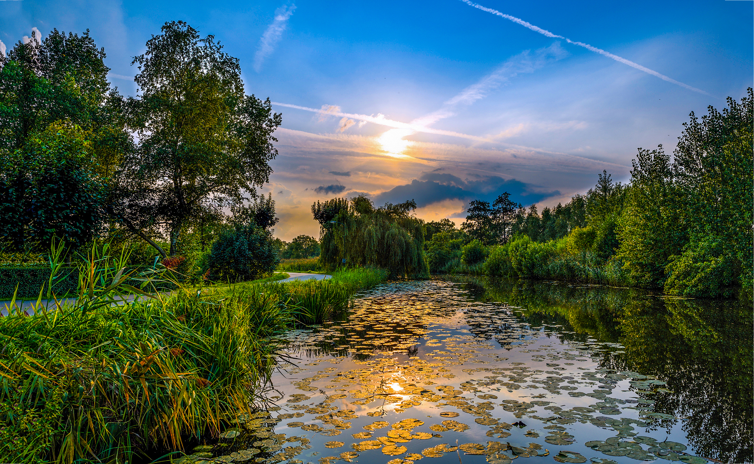 Brassenregion mit nährstoffreichem Wasser 