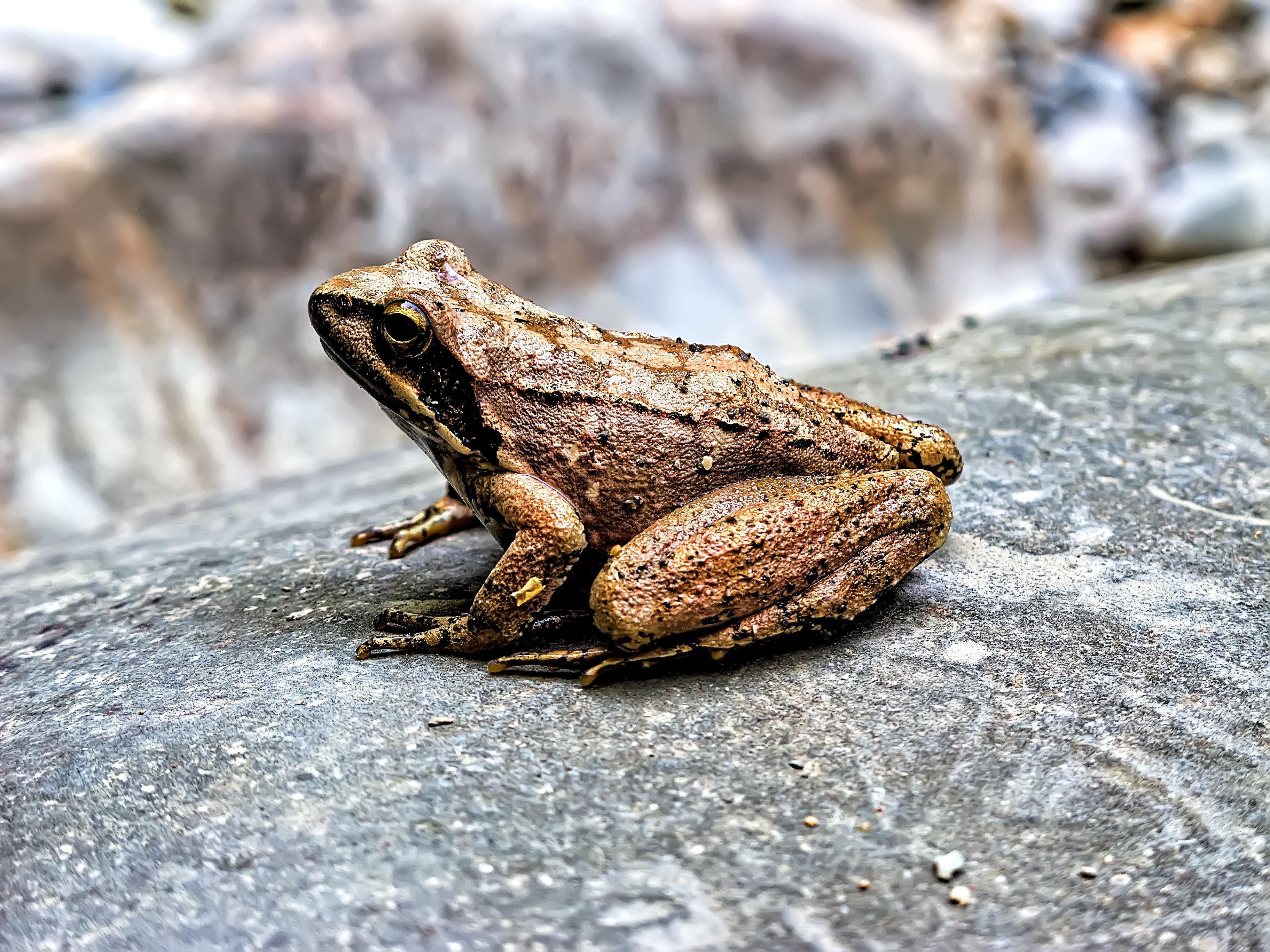 Grasfrosch auf einem Stein 