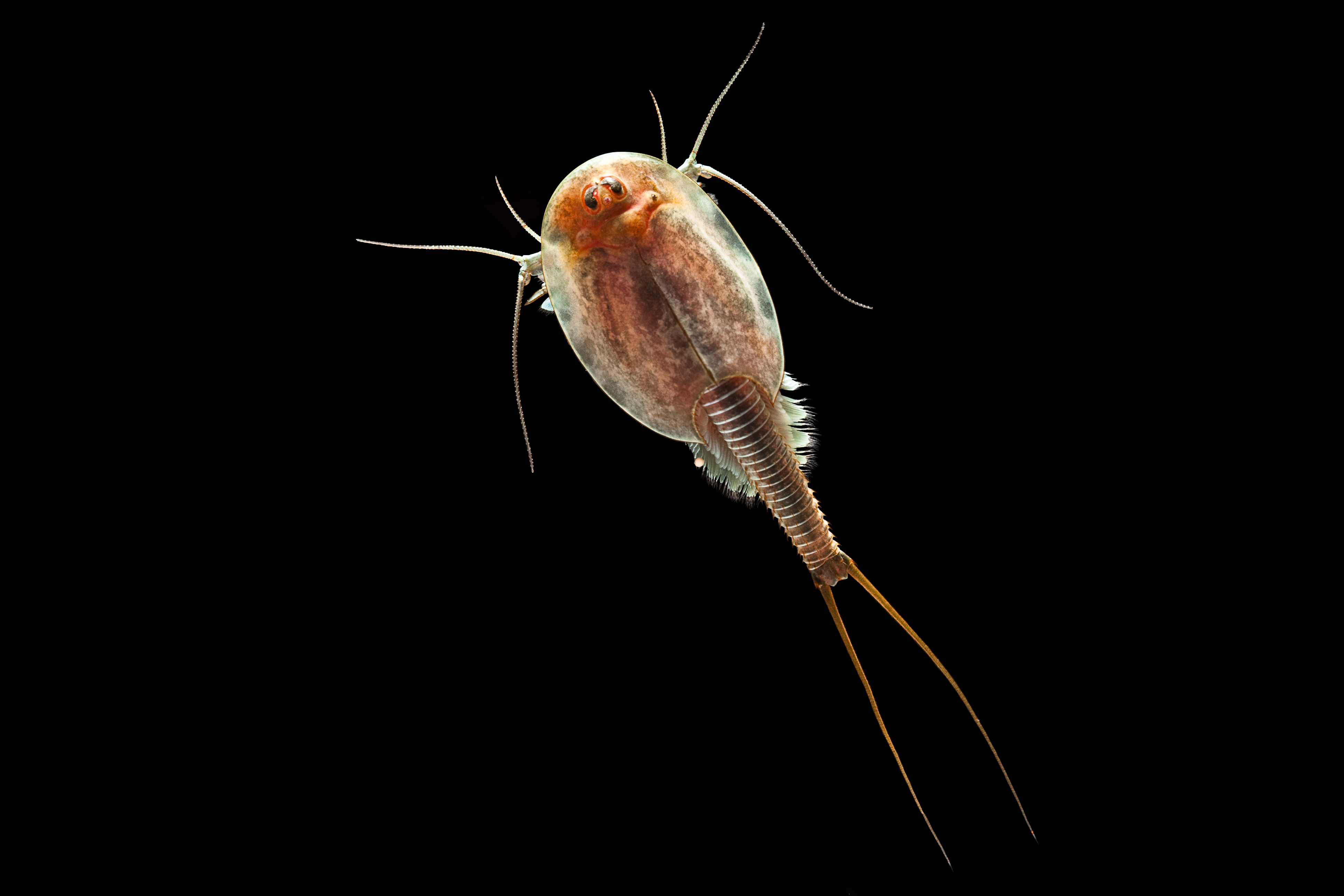 Triops unter dem Mikroskop 