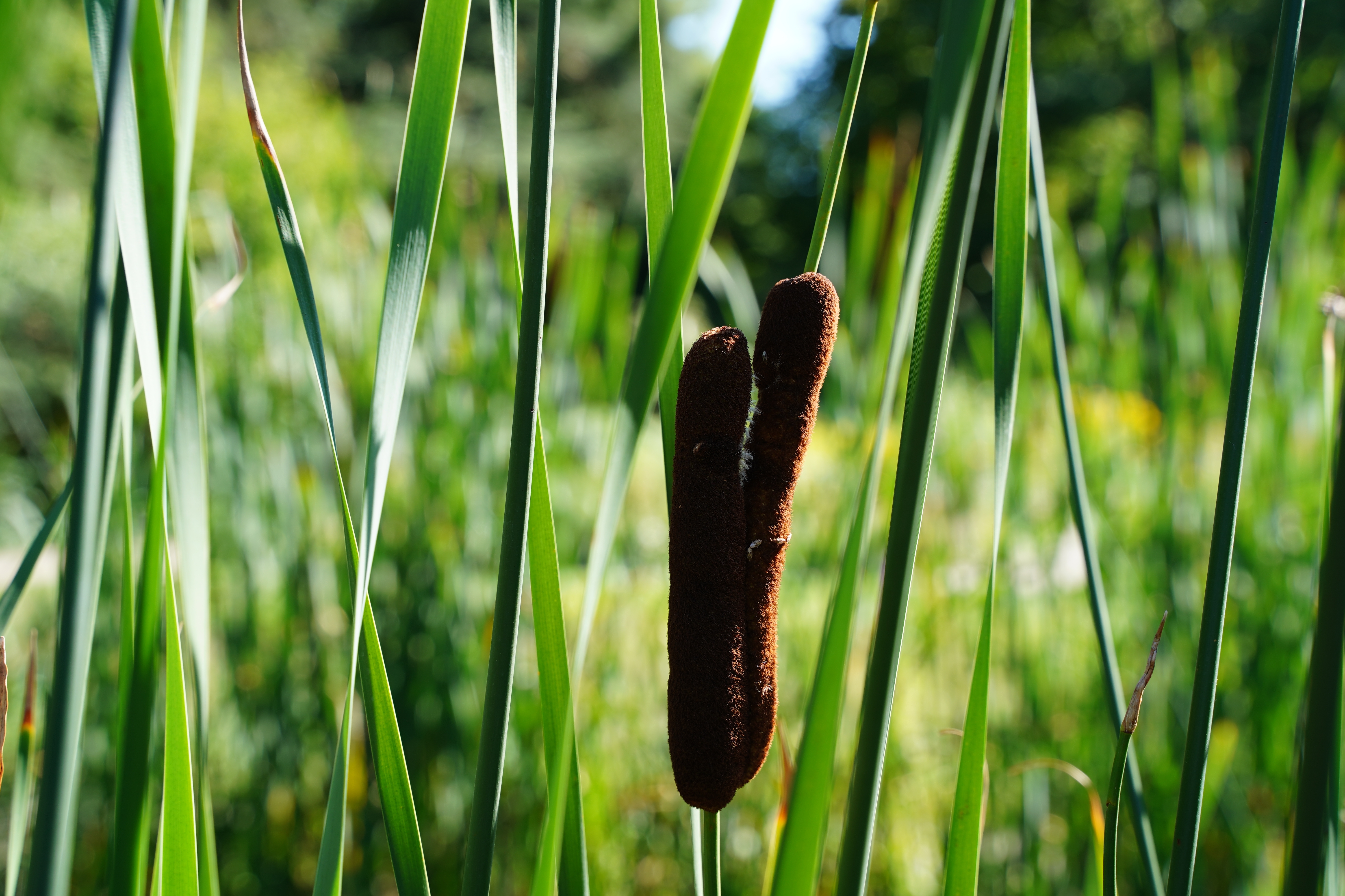 Rohrkolben mit Blüte