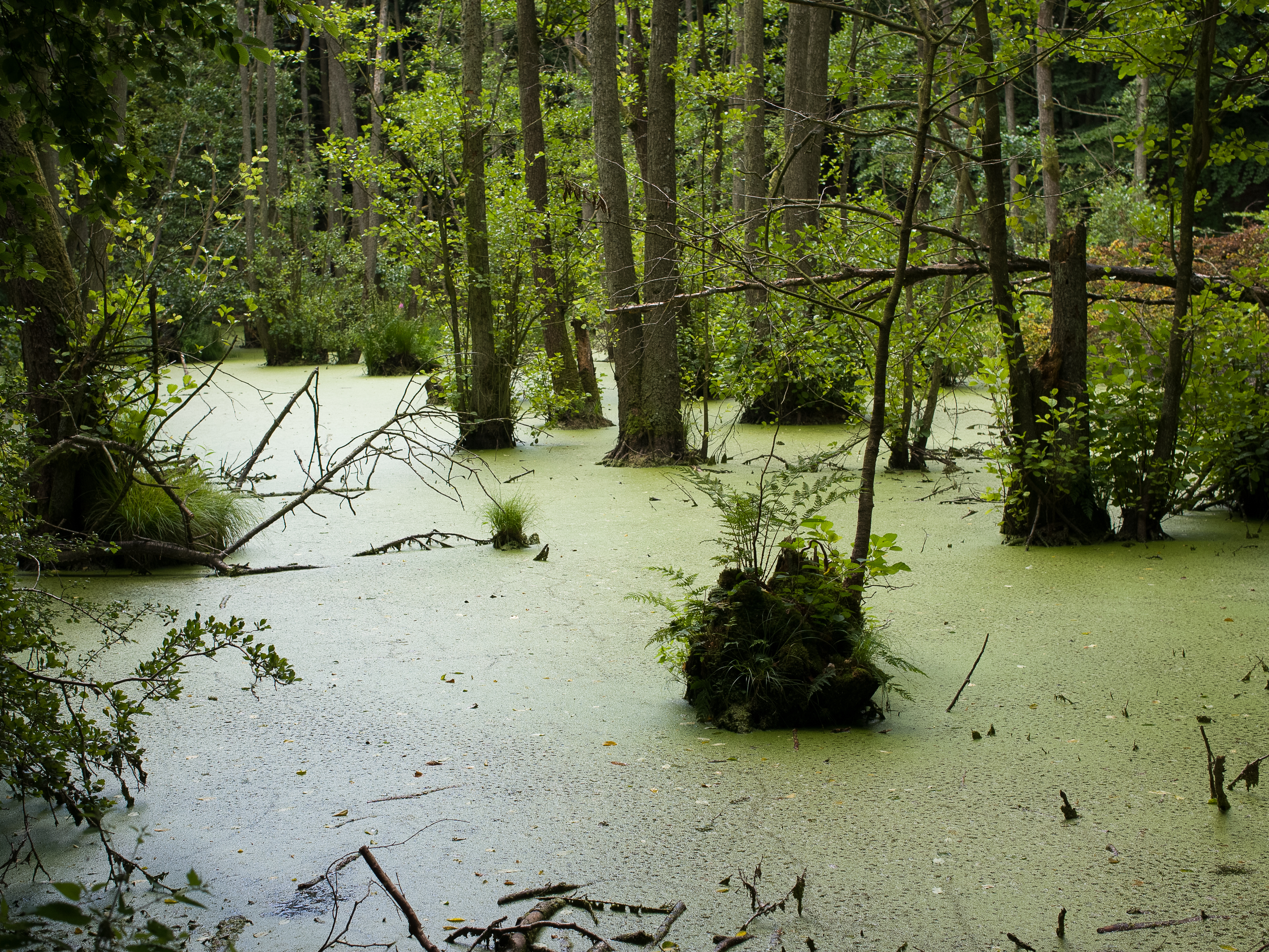 Moor mit Wasserlinsen bedeckt