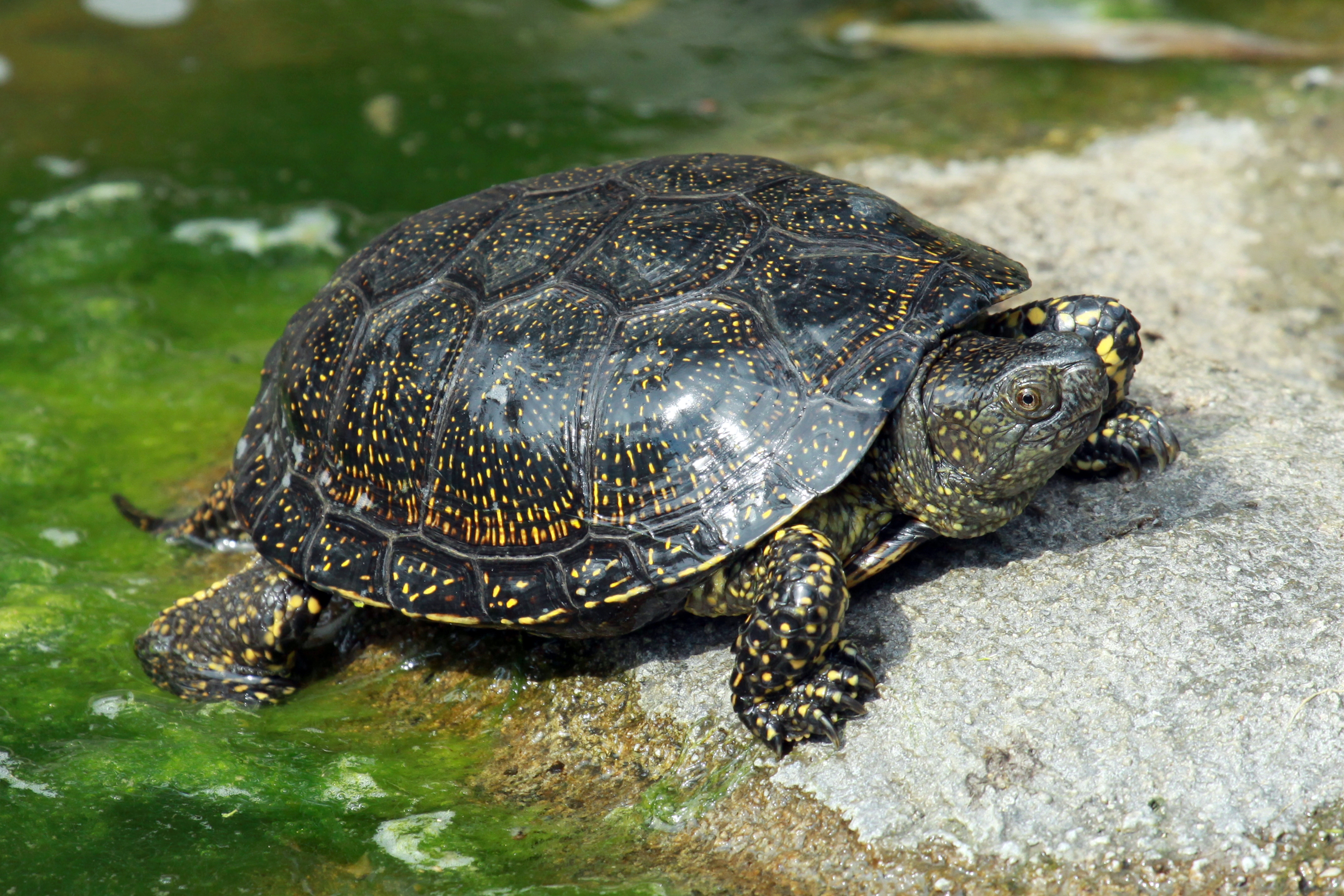 Europäische Sumpfschildkröte