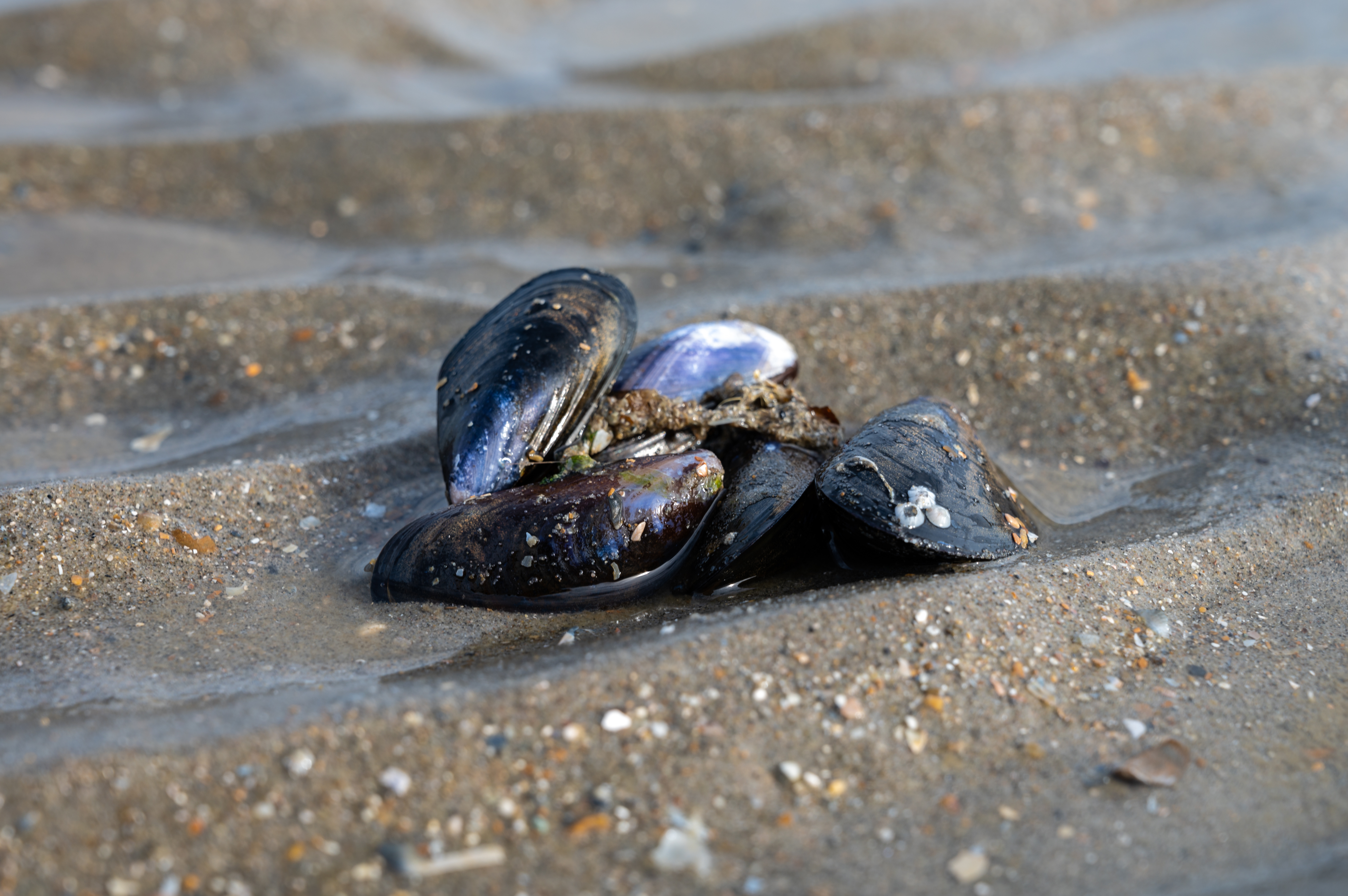 Miesmuscheln im Sand