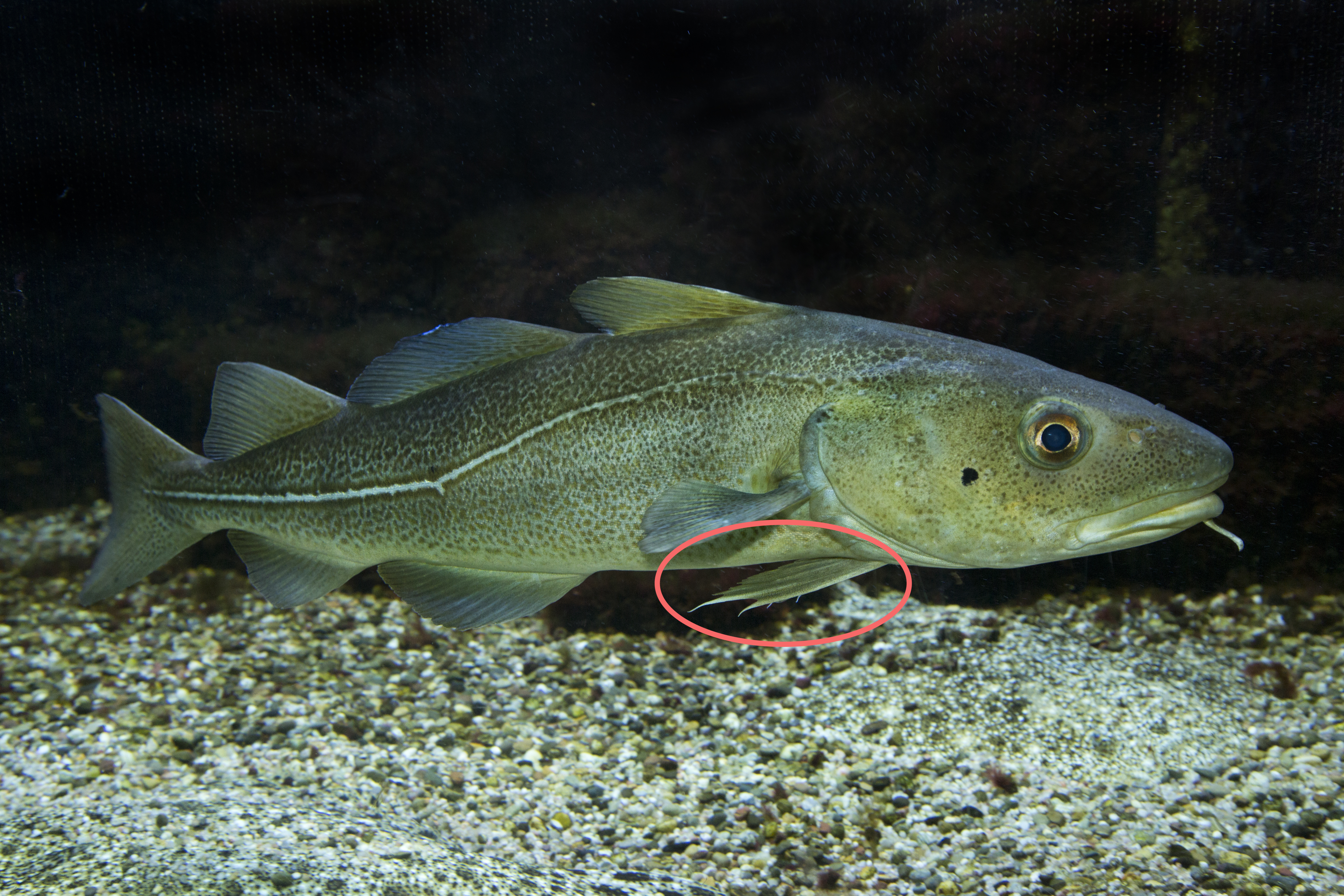 Dorsch mit kehlständiger Bauchflosse 