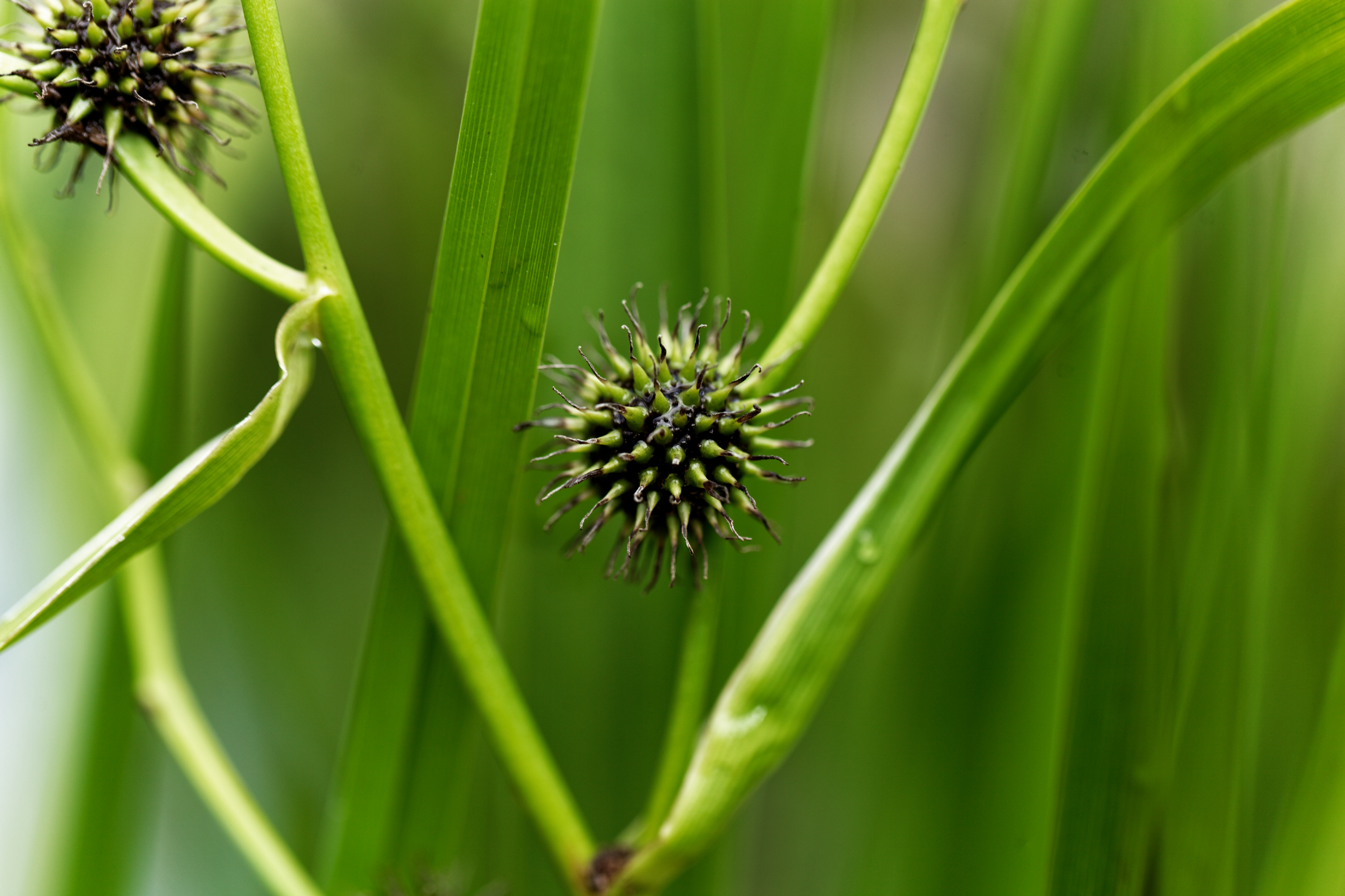 Igelkolben mit Blüte 