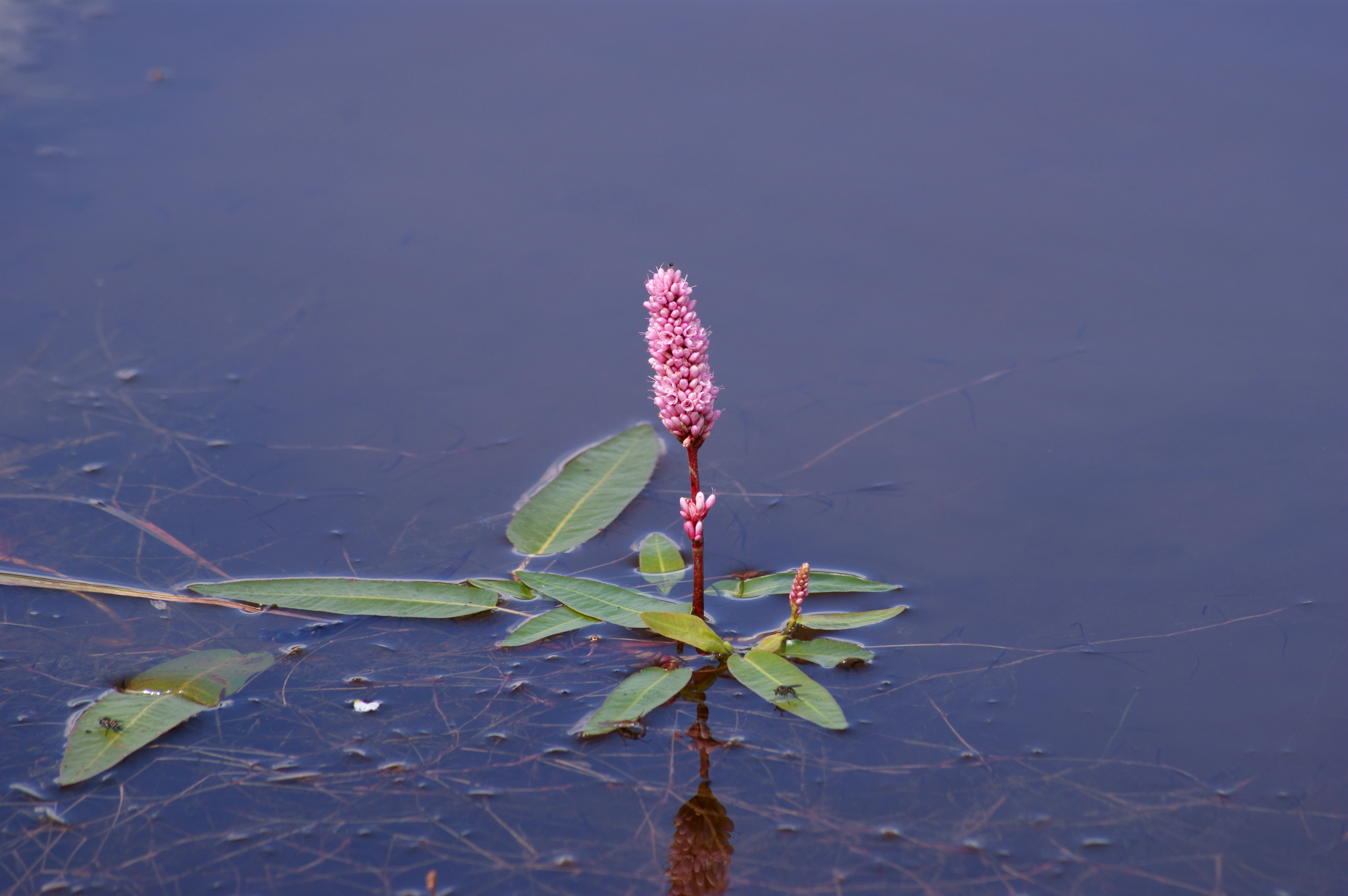 Wasser-Knöterich mit einer Blüte 