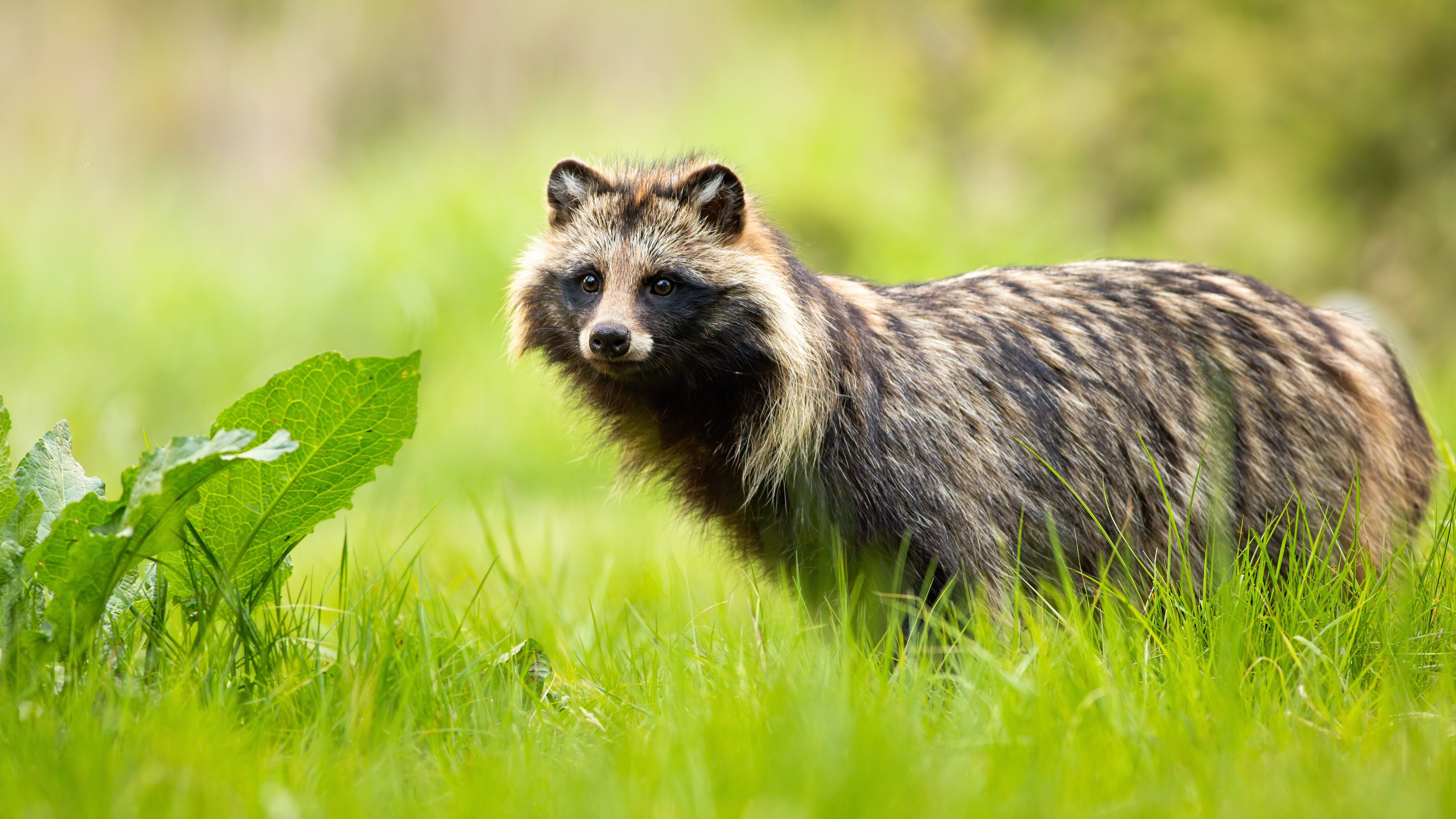 Marderhund im Gras 