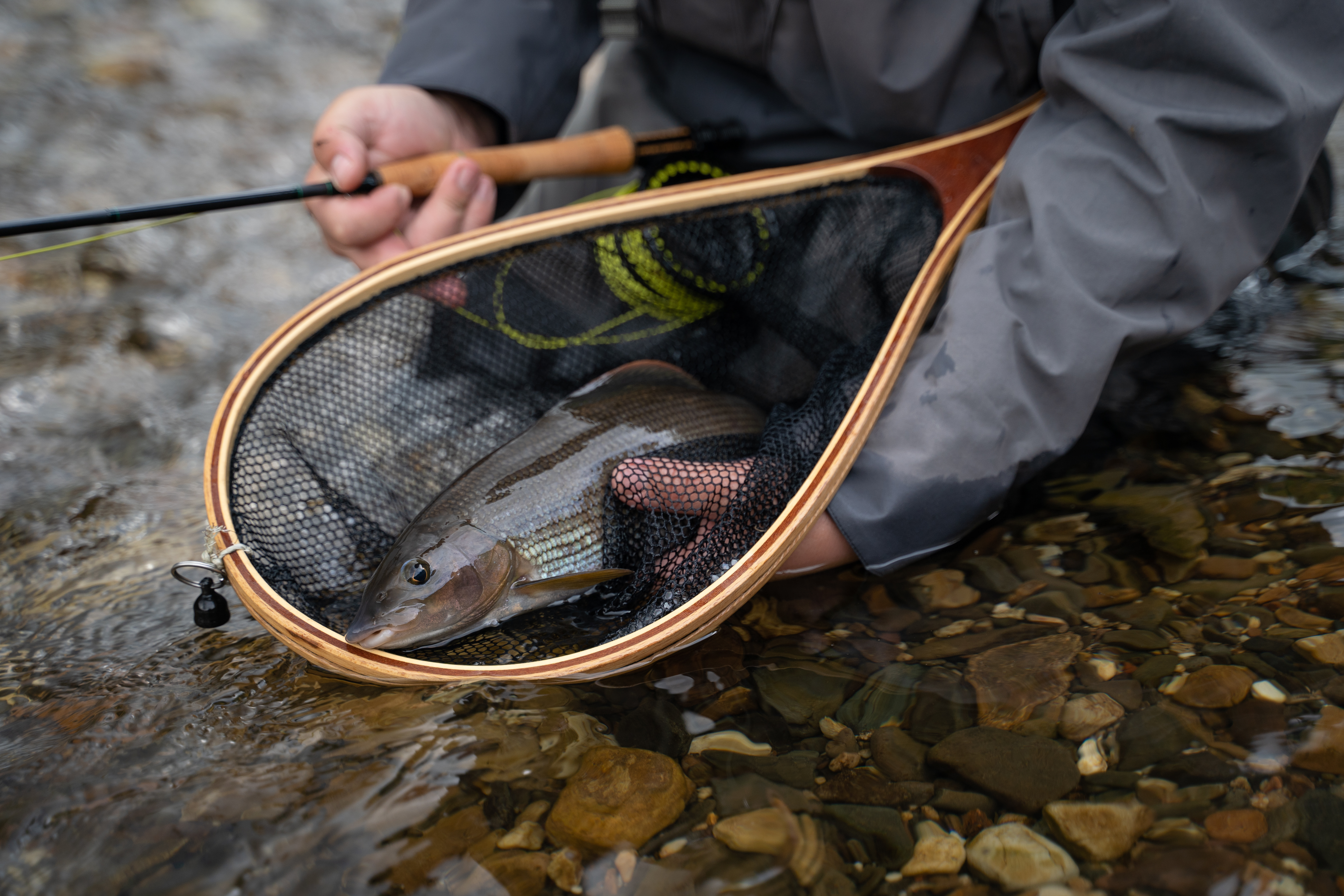 Fisch im Kescher 