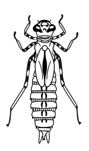 Abbildung einer Großlibellenlarve
