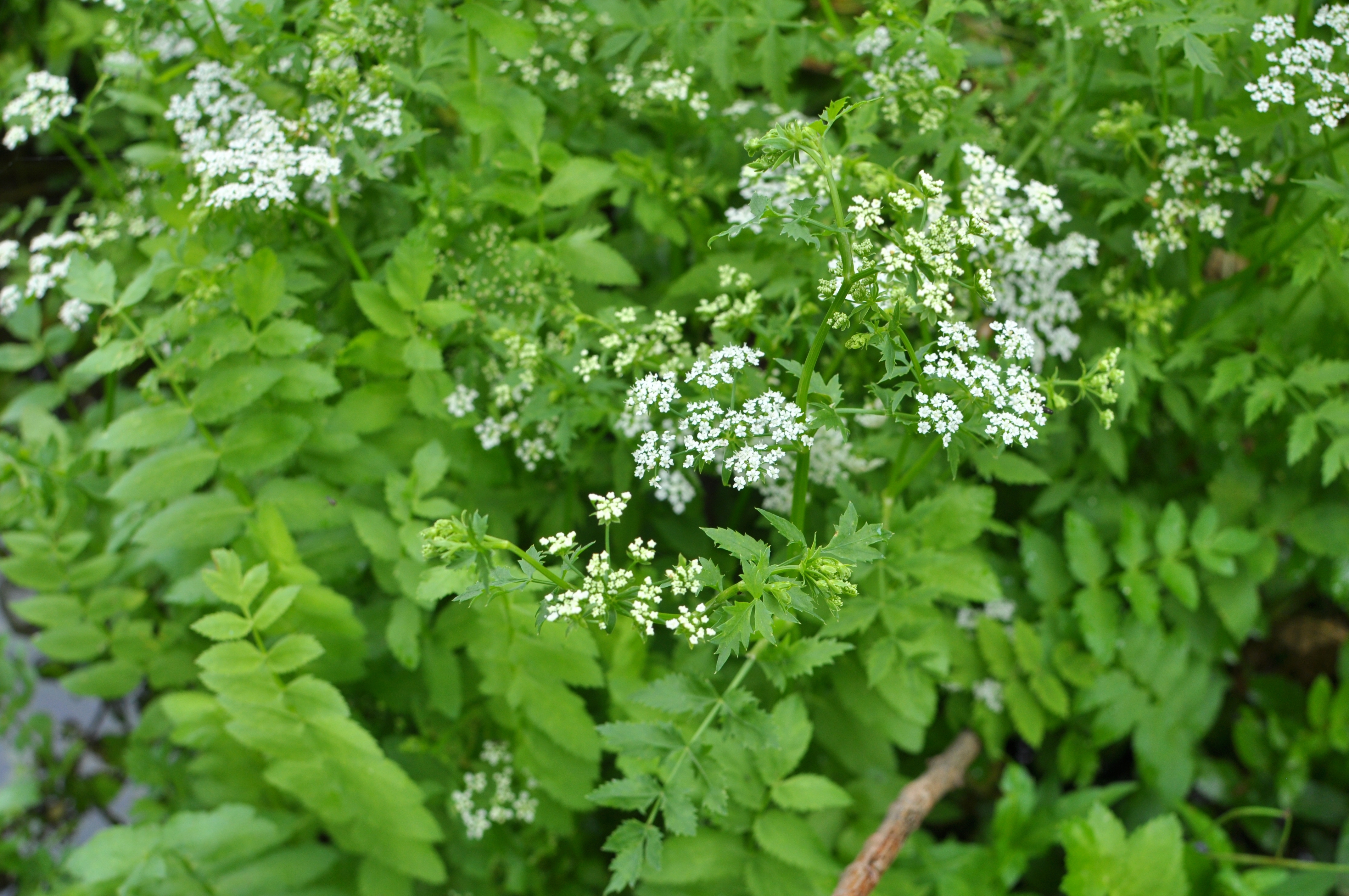 Berle mit Blüten