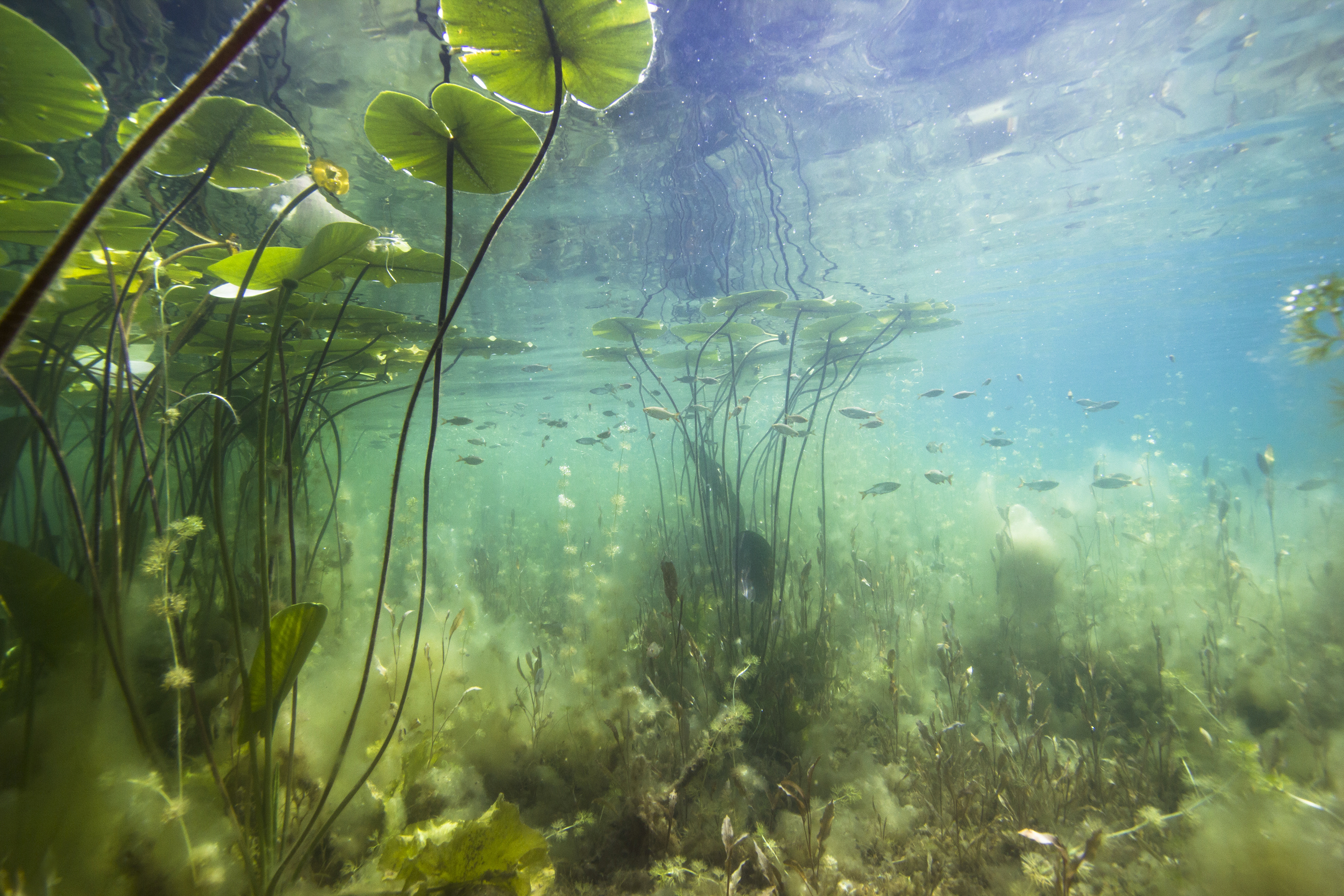 Seerosen im Wasser 