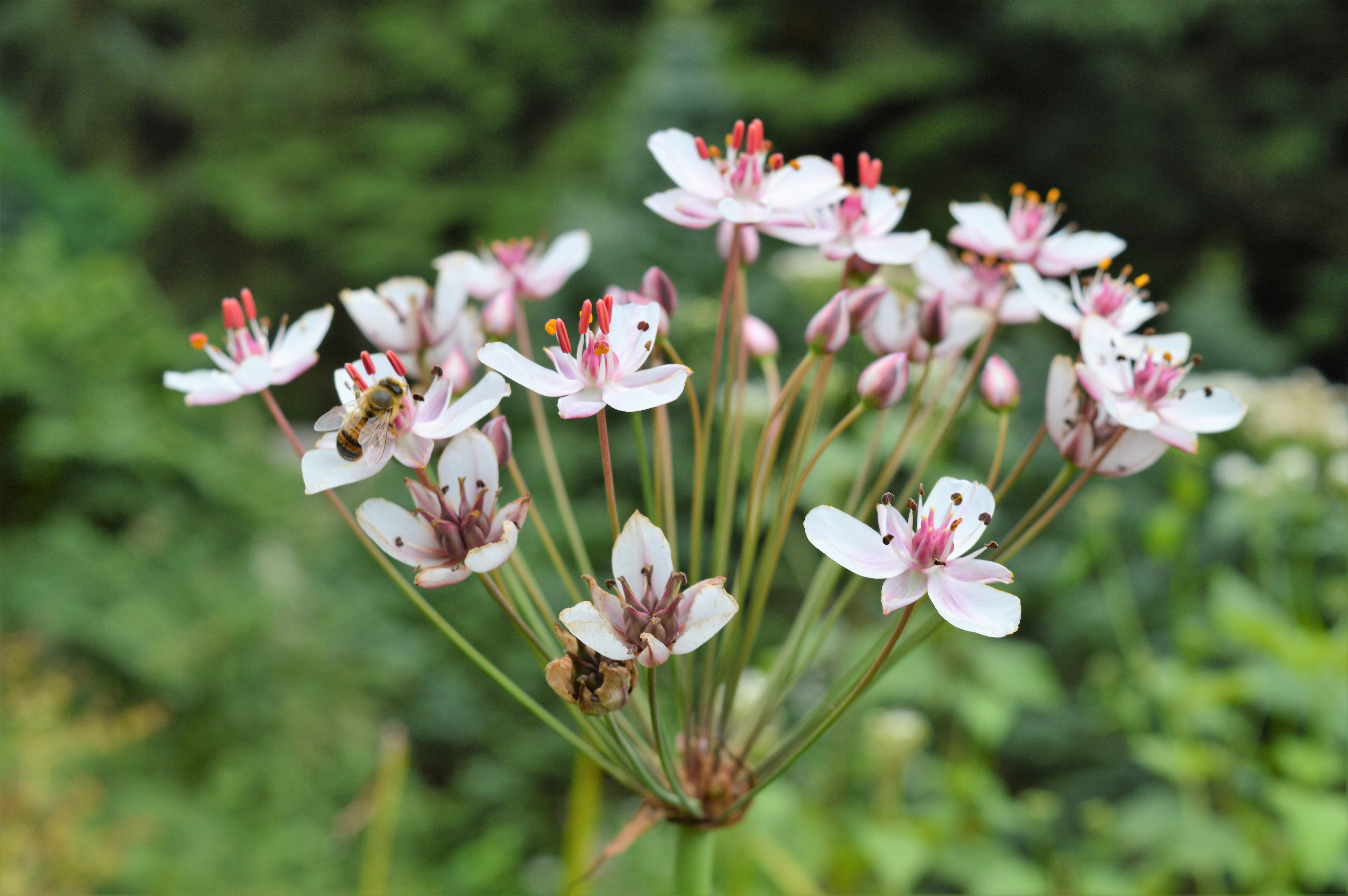 Dolde einer Schwanenblume 