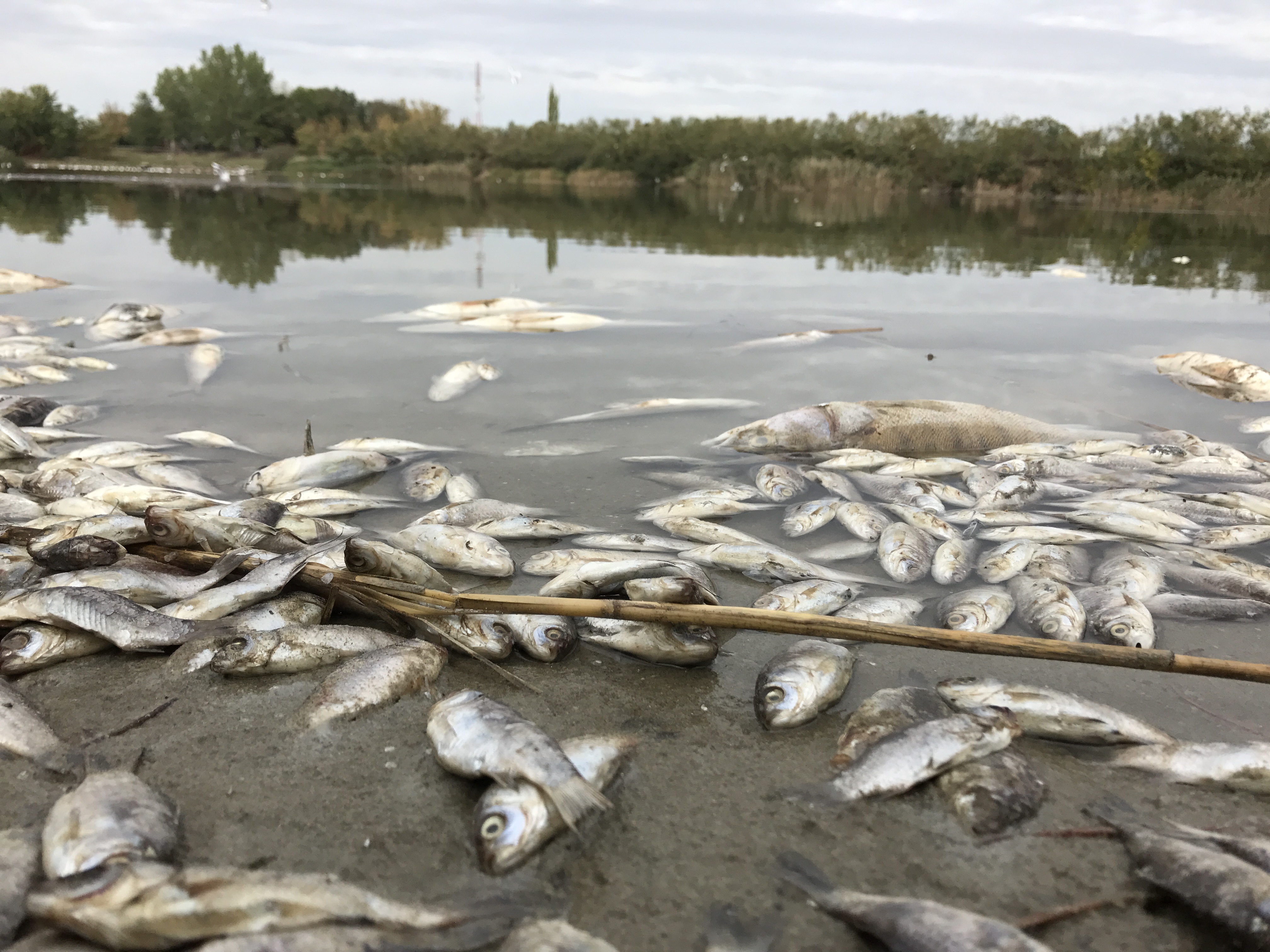 Gewässer mit toten Fischen 