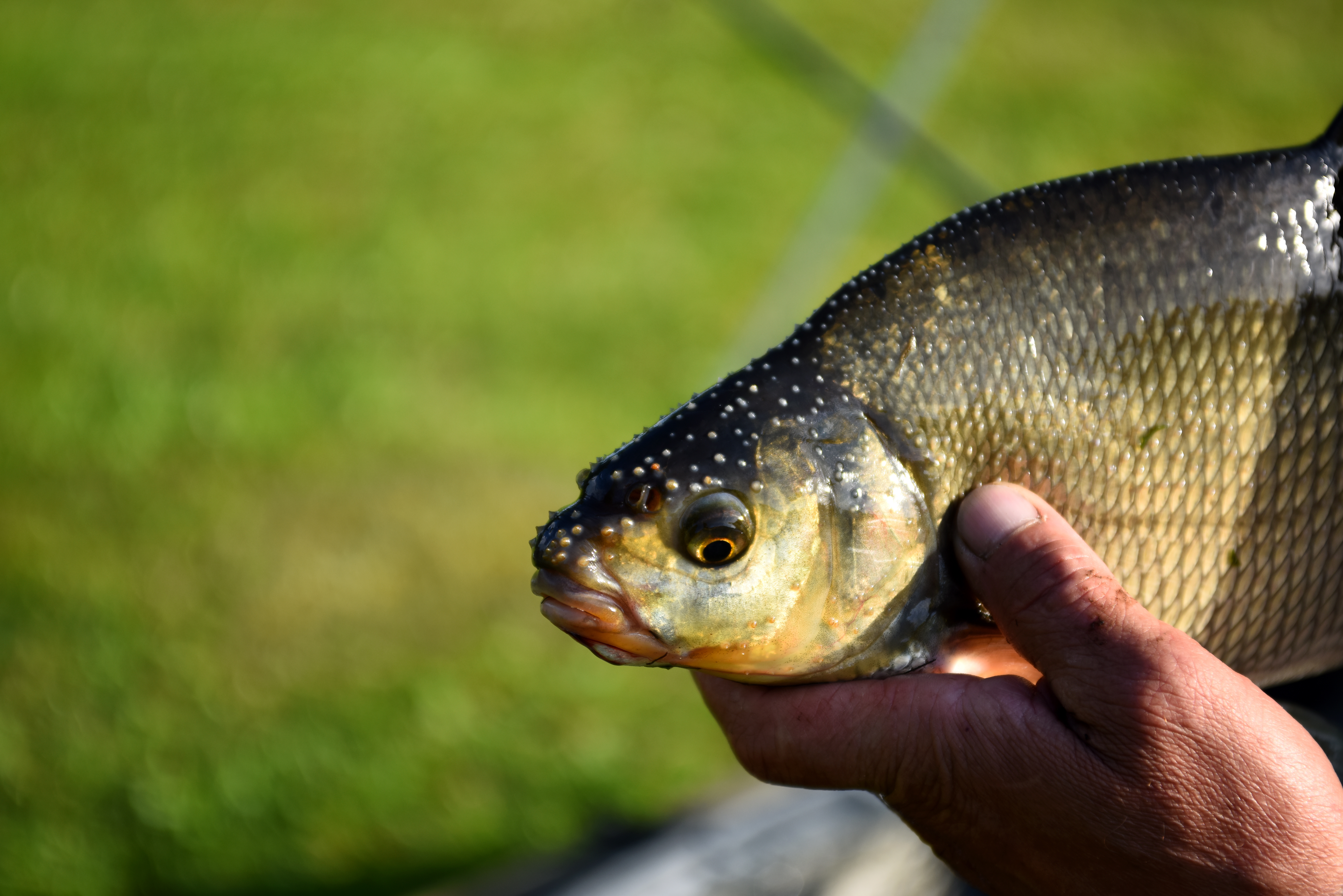 Fisch mit Laichauschlag 